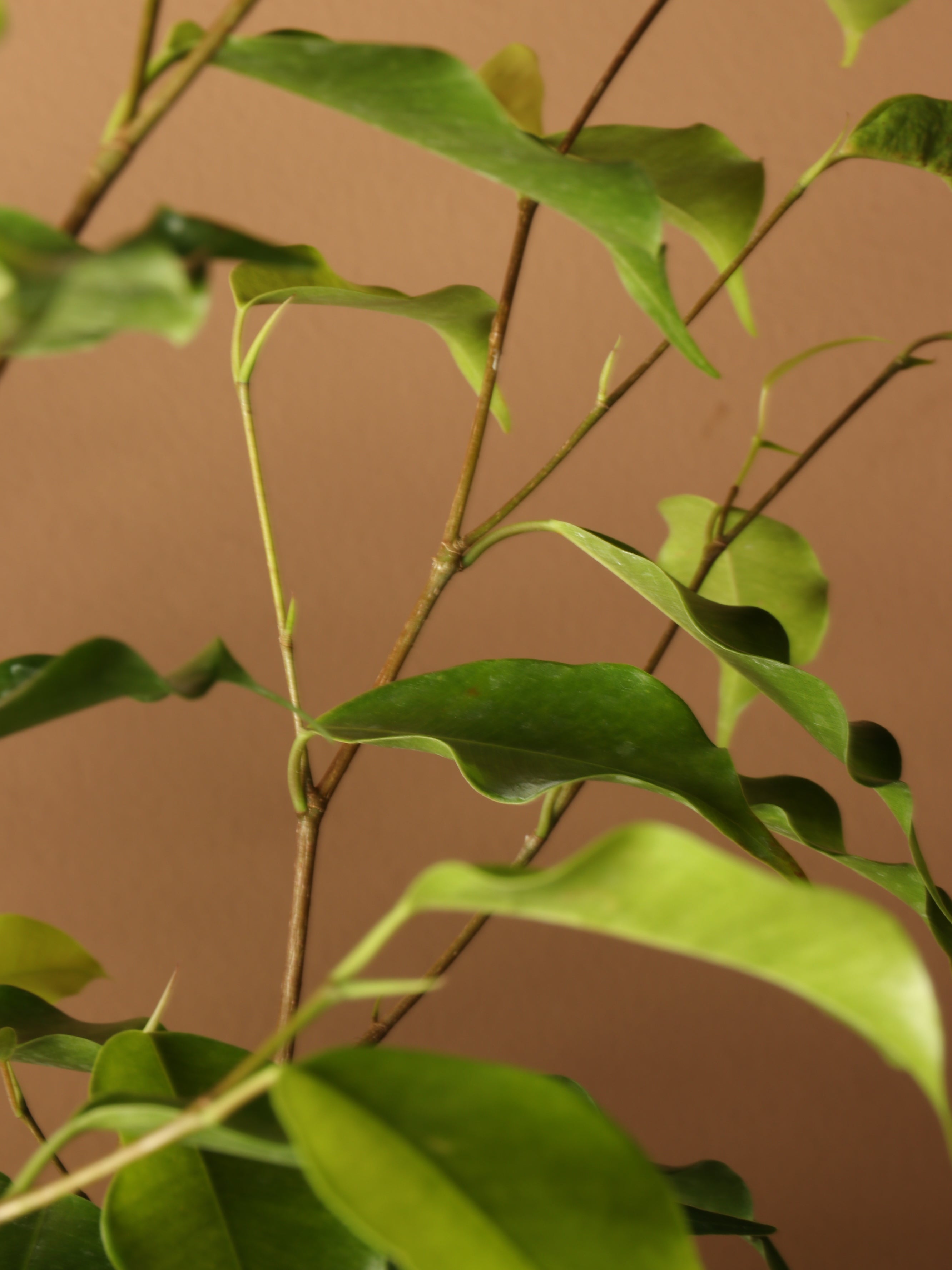 Full Size Ficus Benjamina