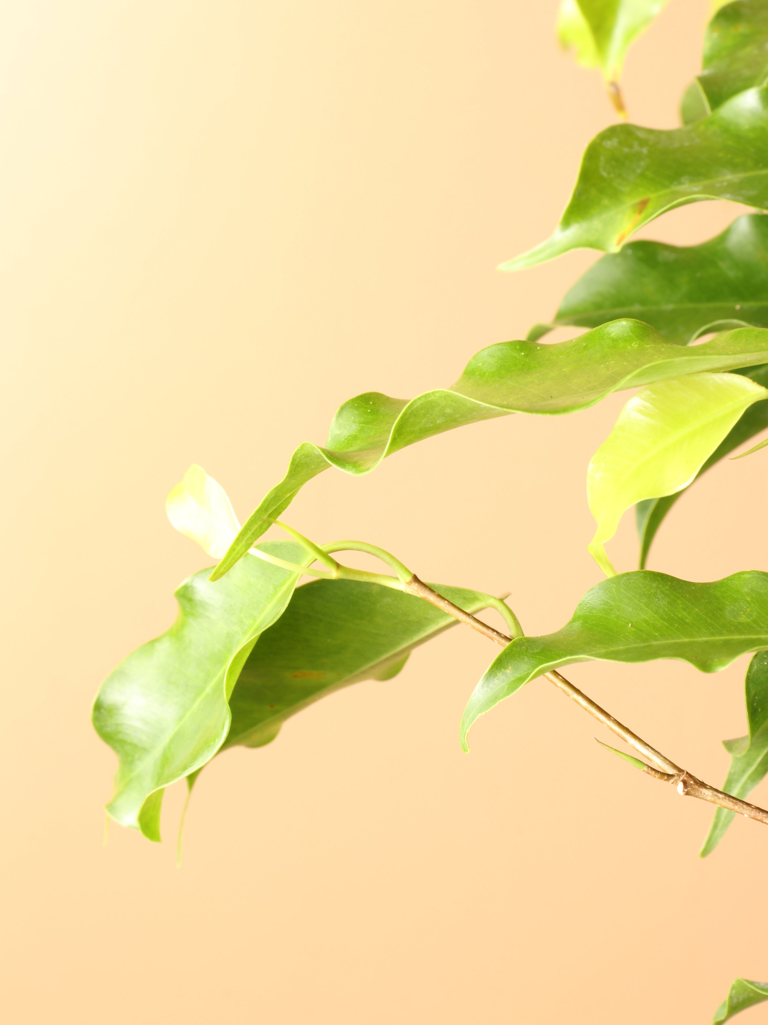 Full Size Ficus Benjamina