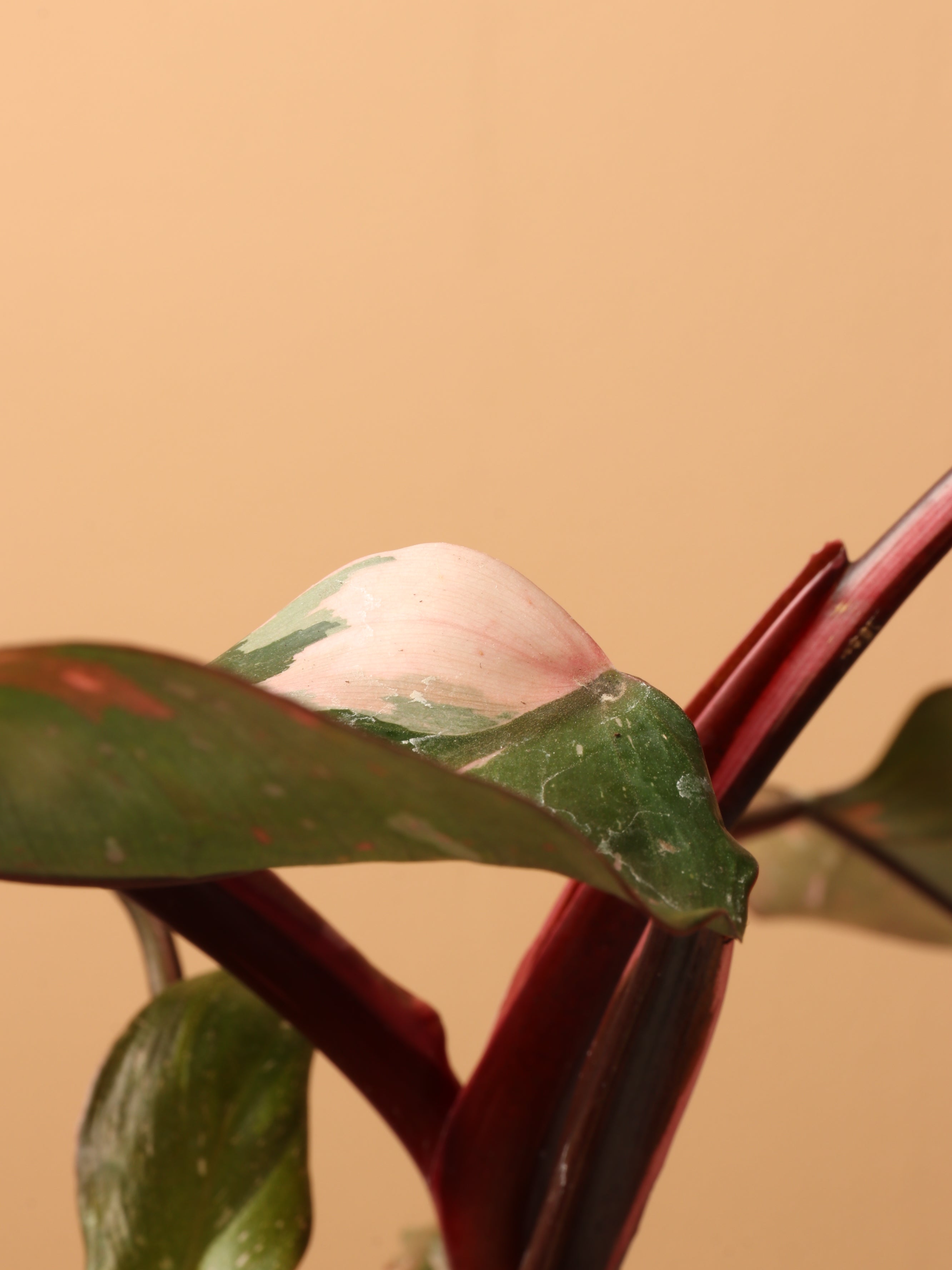Small Philodendron &