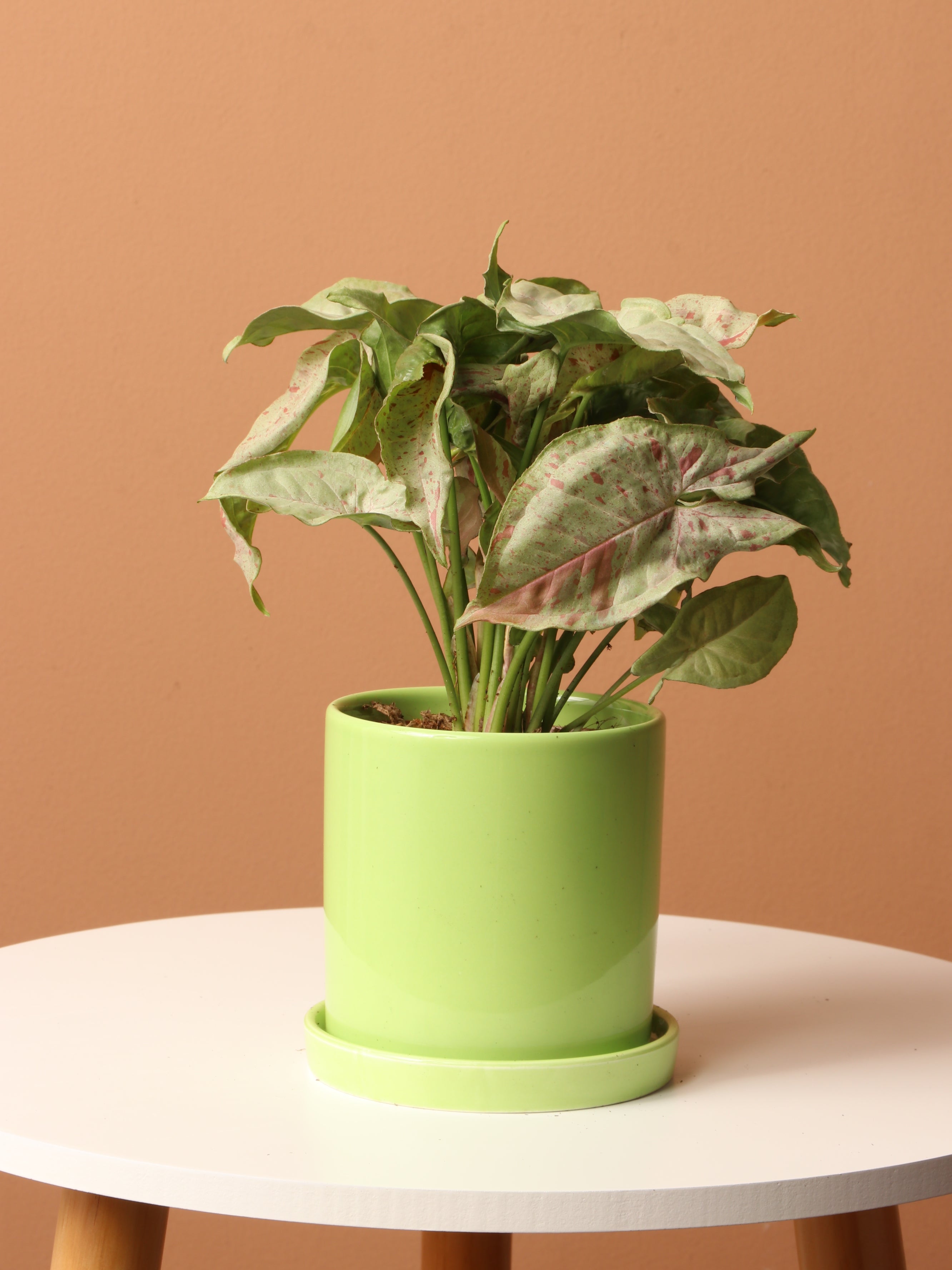 Medium Pink Arrowhead Syngonium &