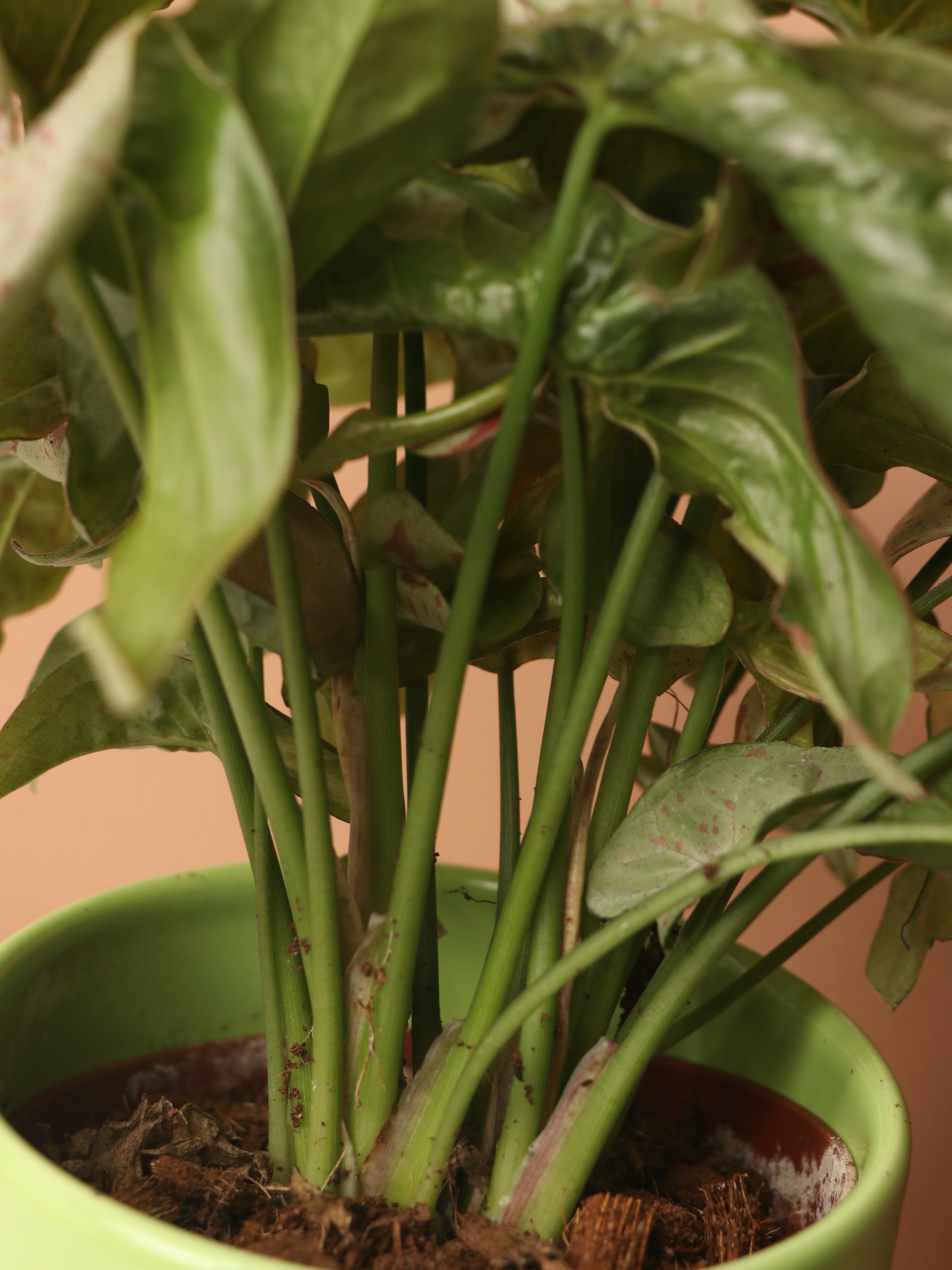 Medium Pink Arrowhead Syngonium &