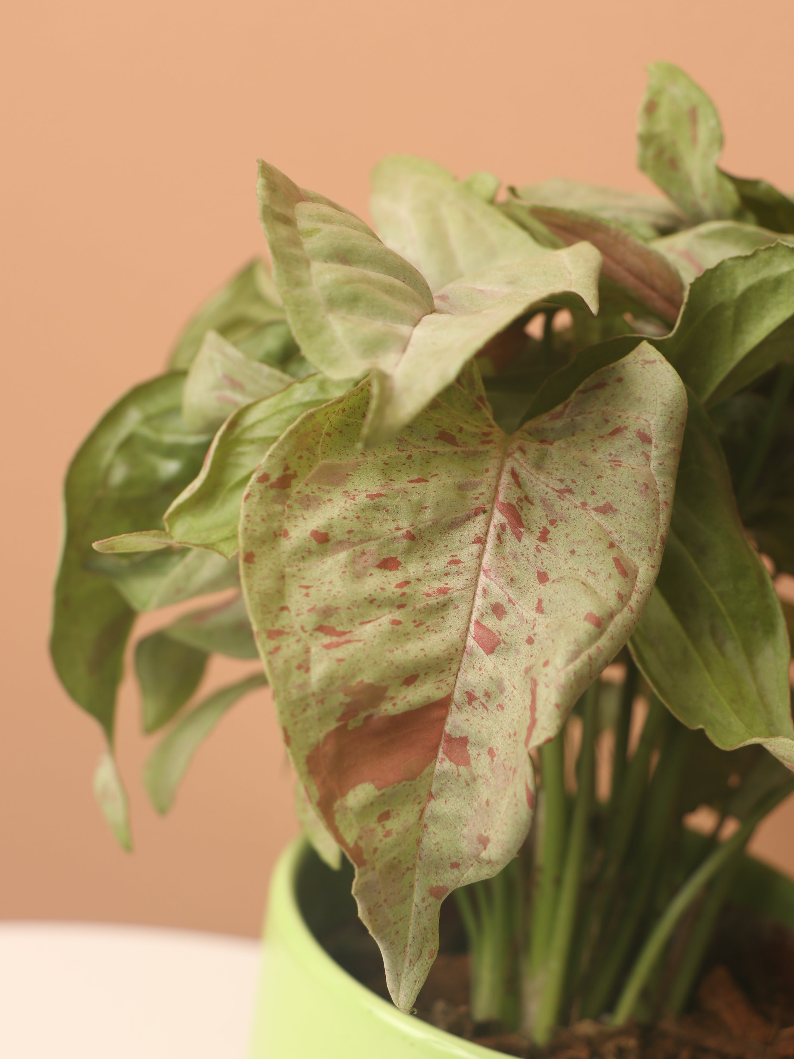 Medium Pink Arrowhead Syngonium &