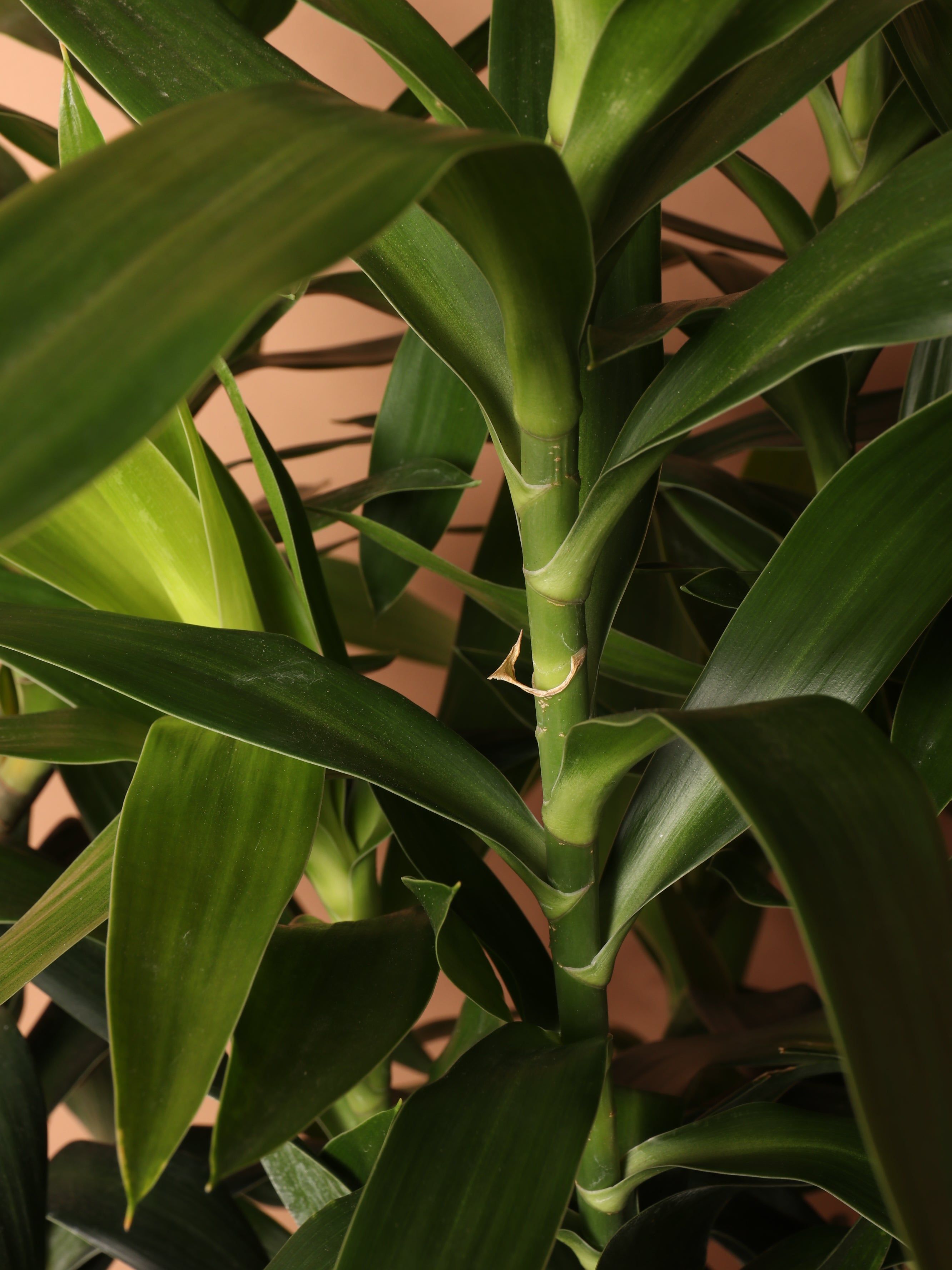 Large Dracaena Reflexa