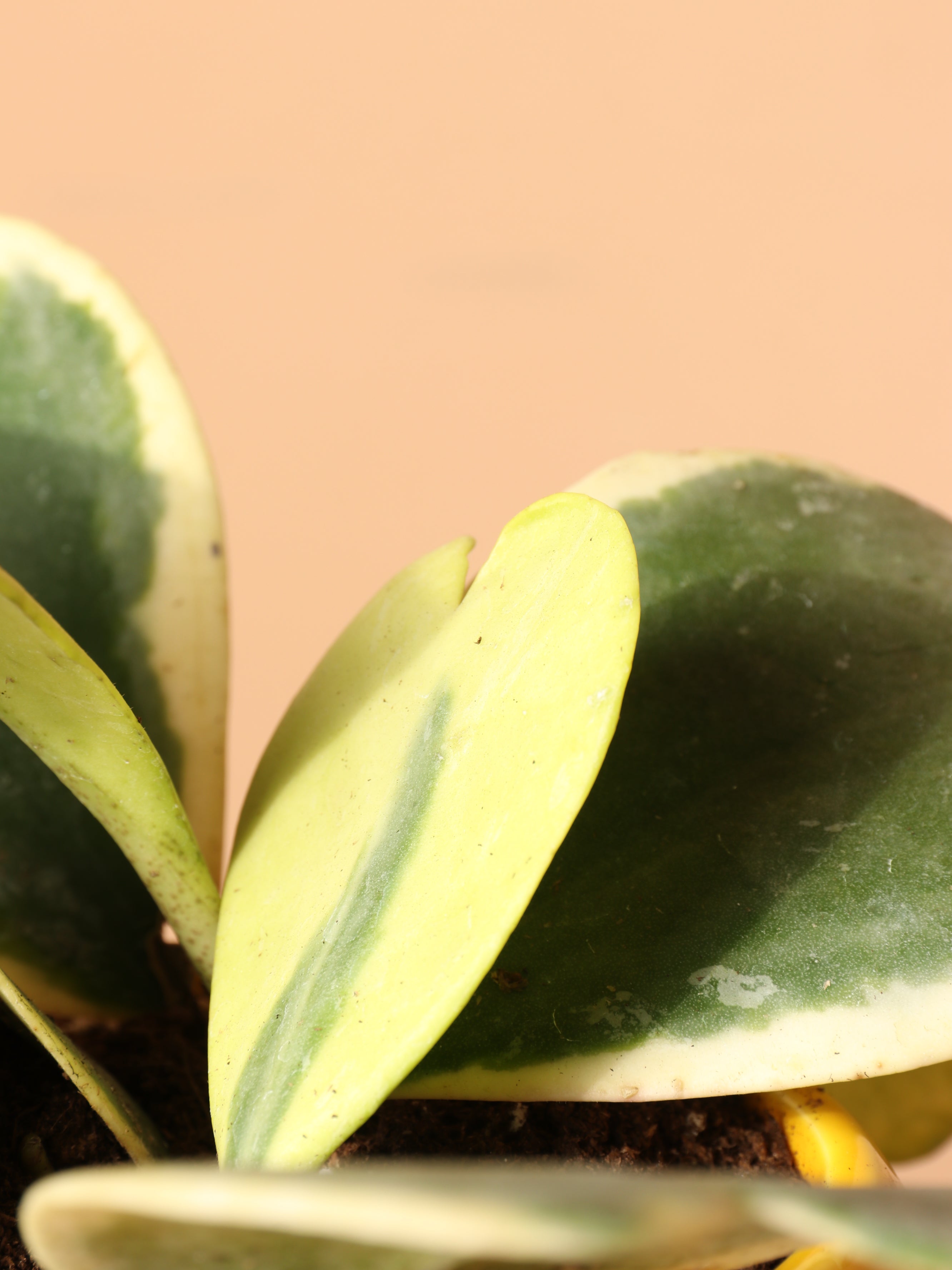 Medium Hoya &