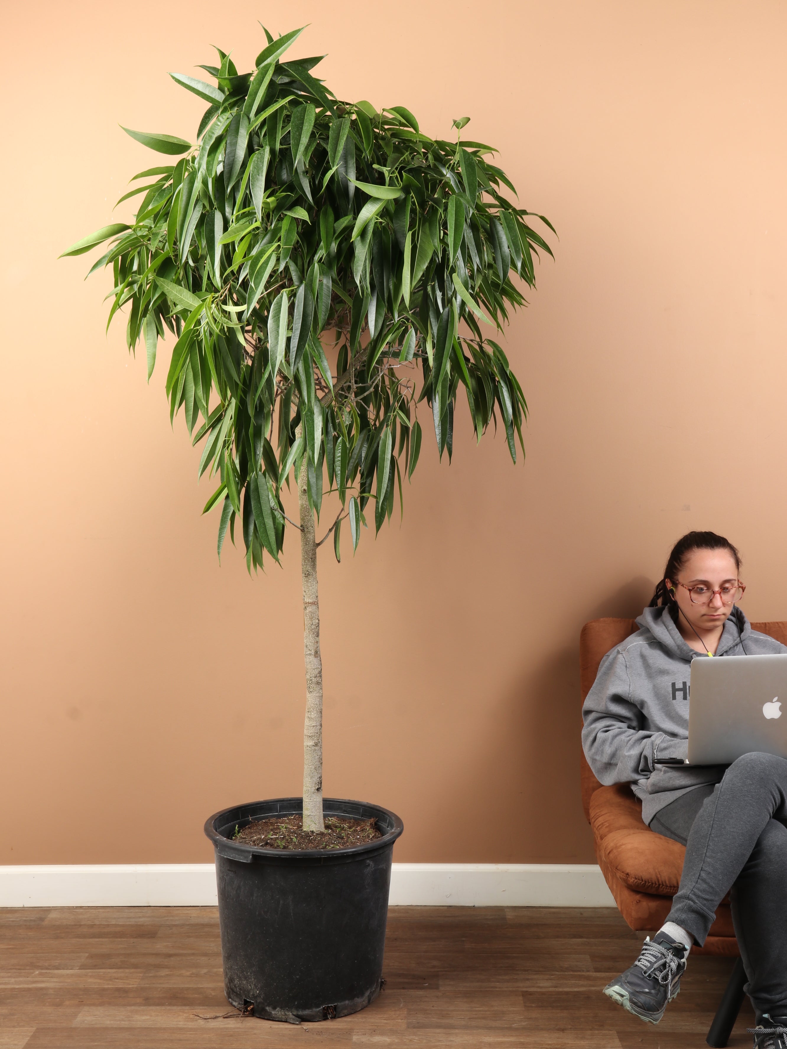 Huge Ficus &