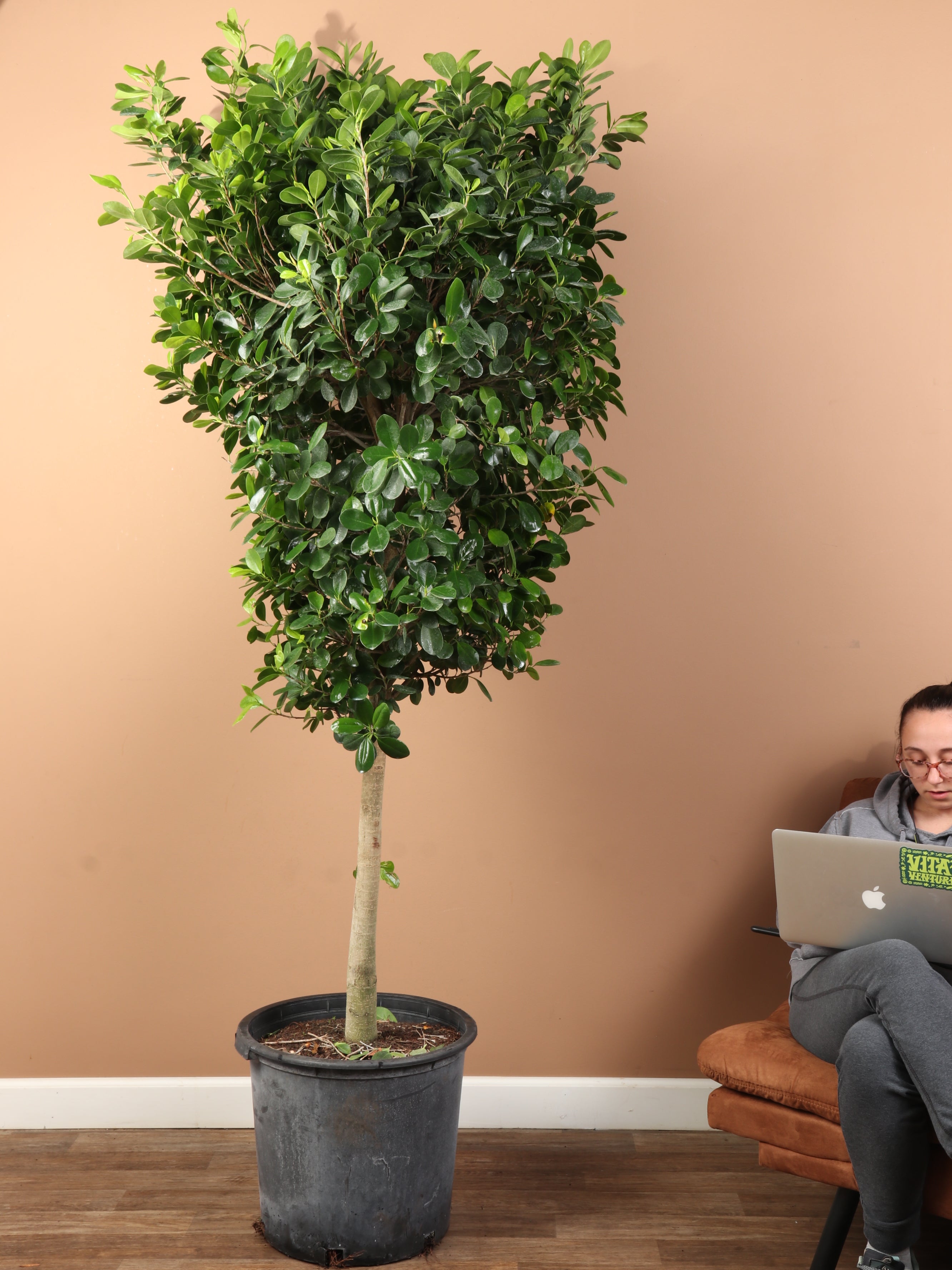 Huge Ficus &