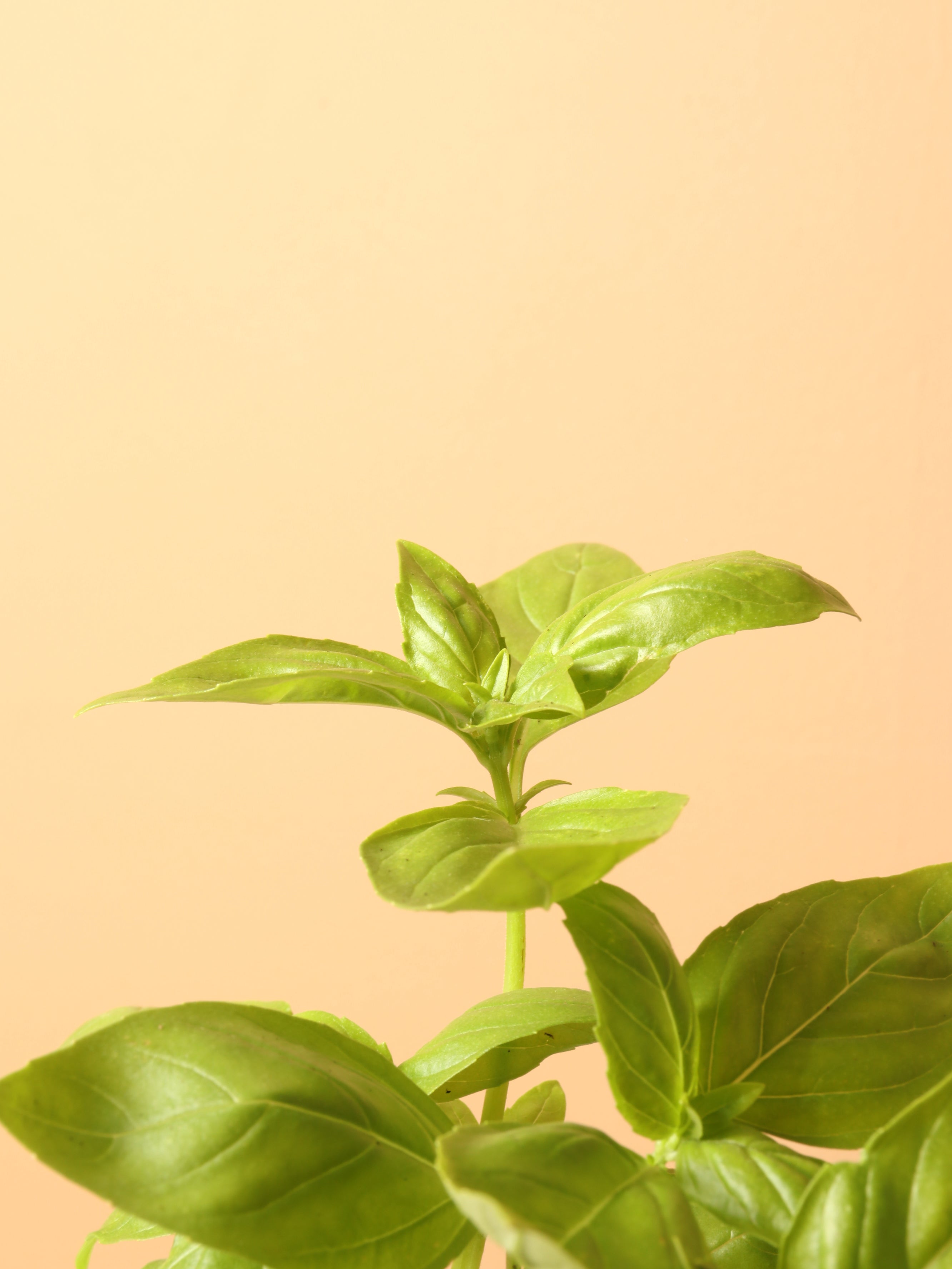Small Basil Indoor Herb