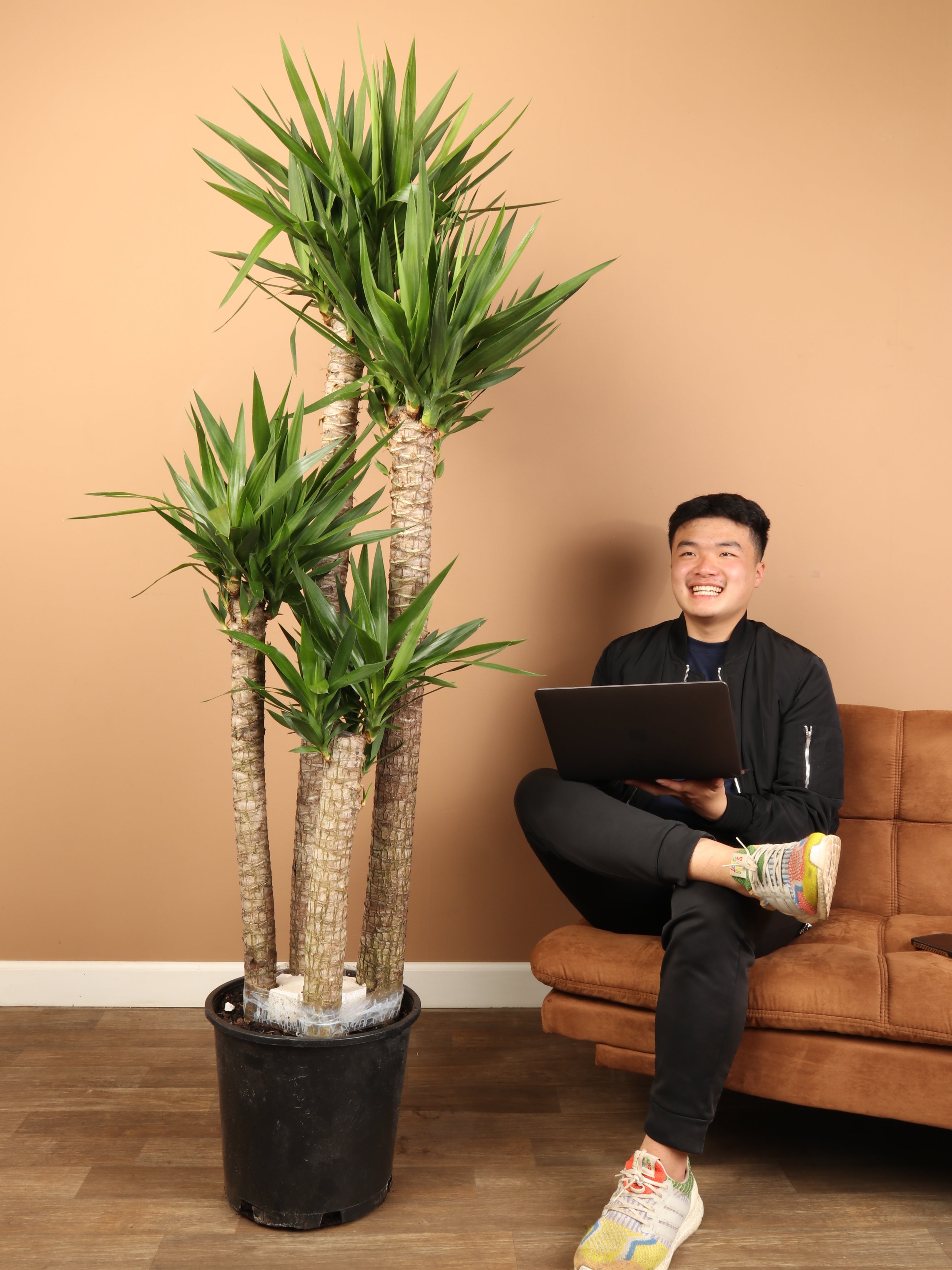 Full Size Yucca Cane