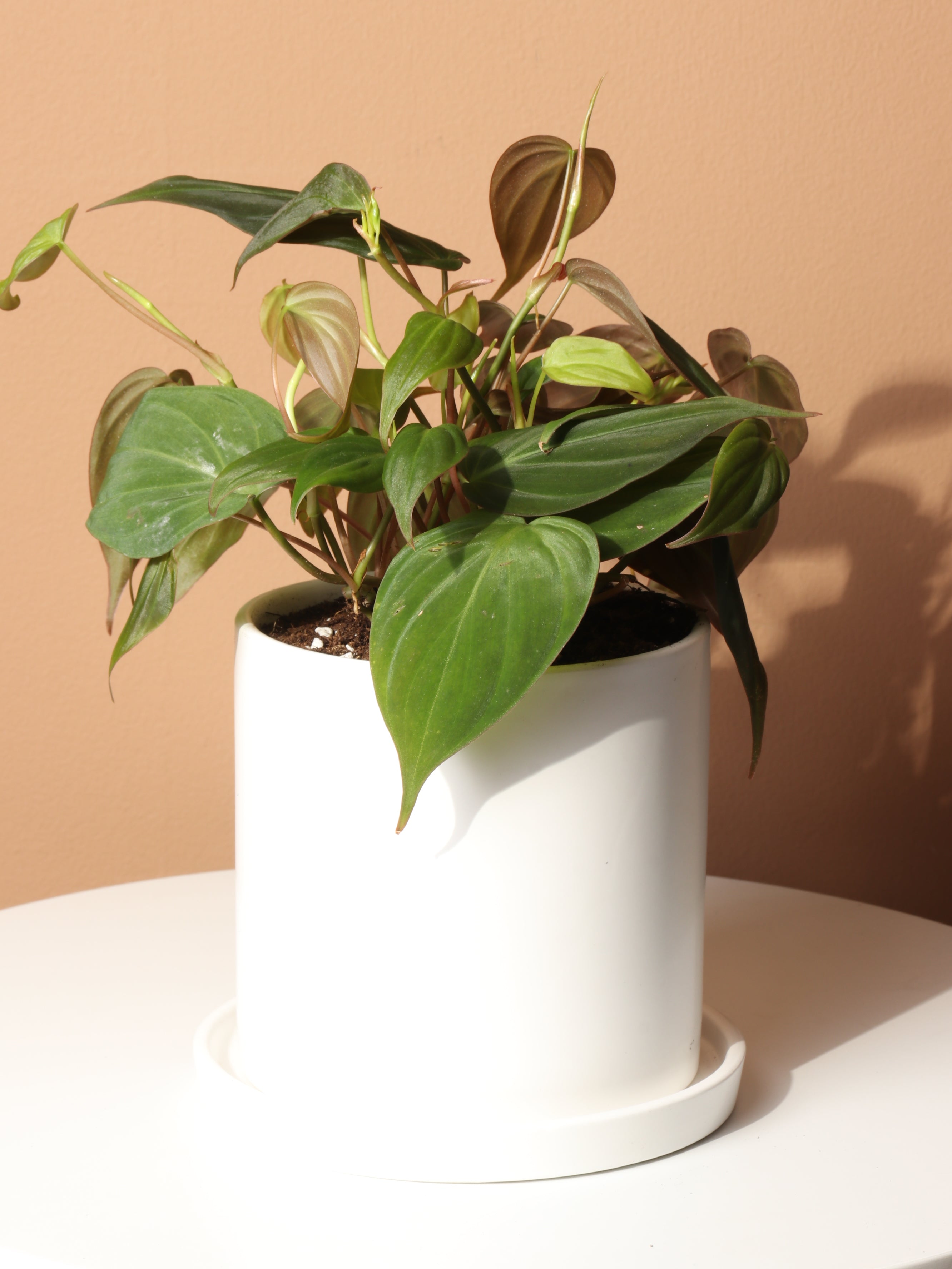 Small Philodendron Micans