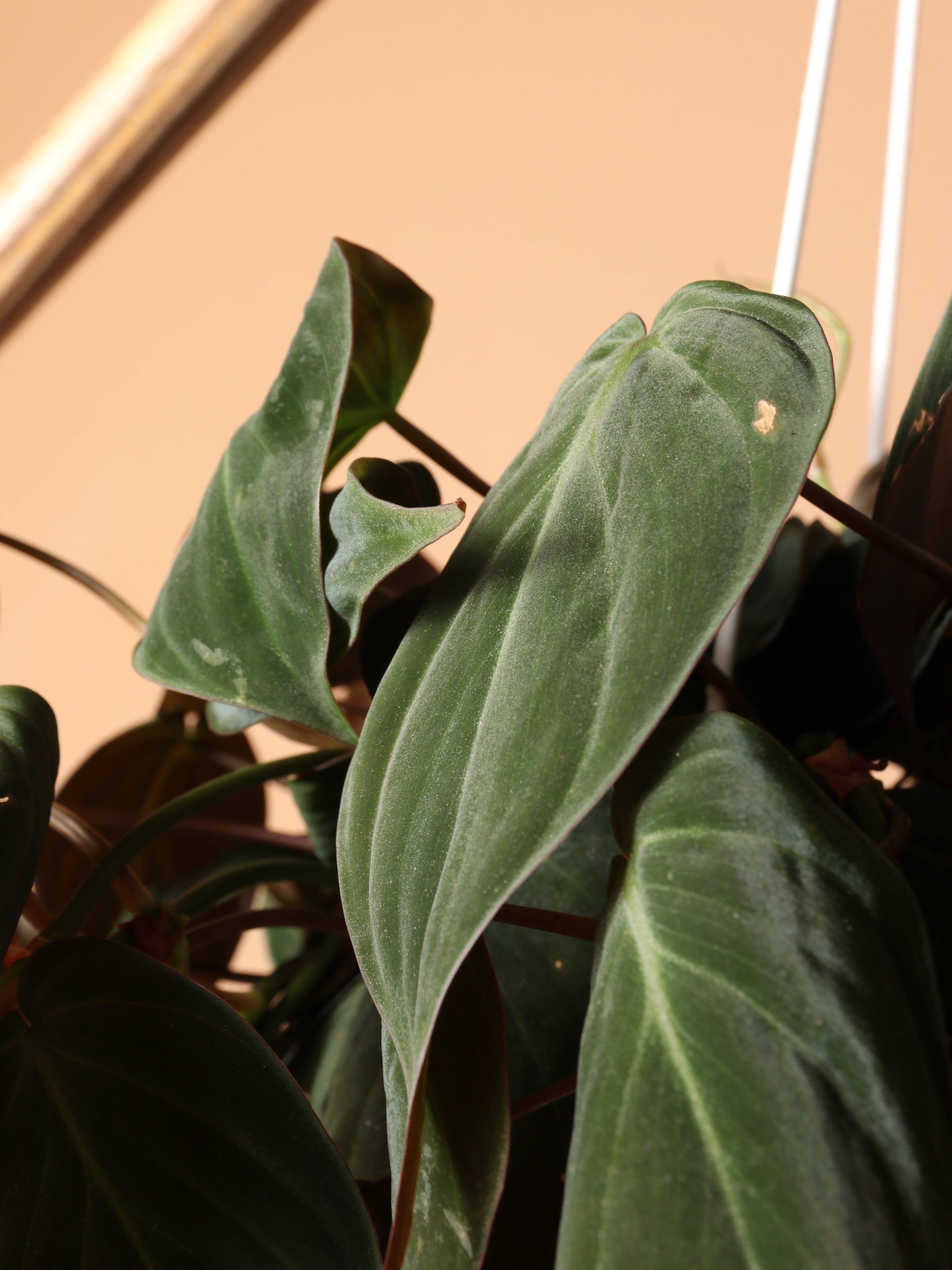 Hanging Philodendron Micans