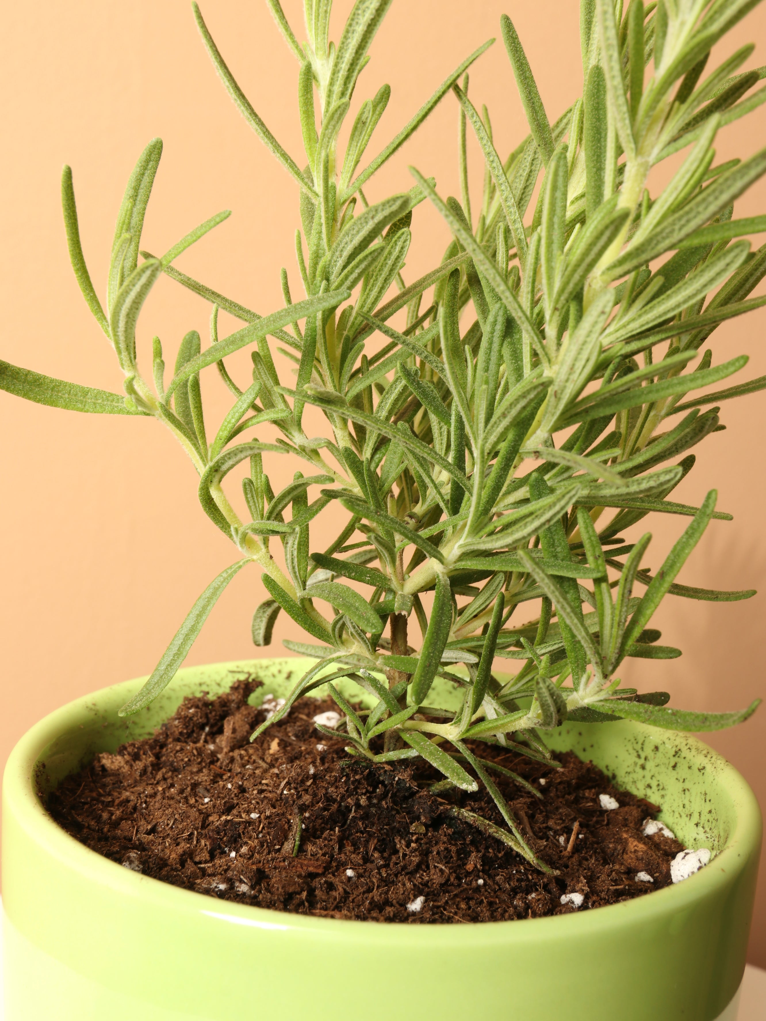 Small Rosemary Indoor Herb