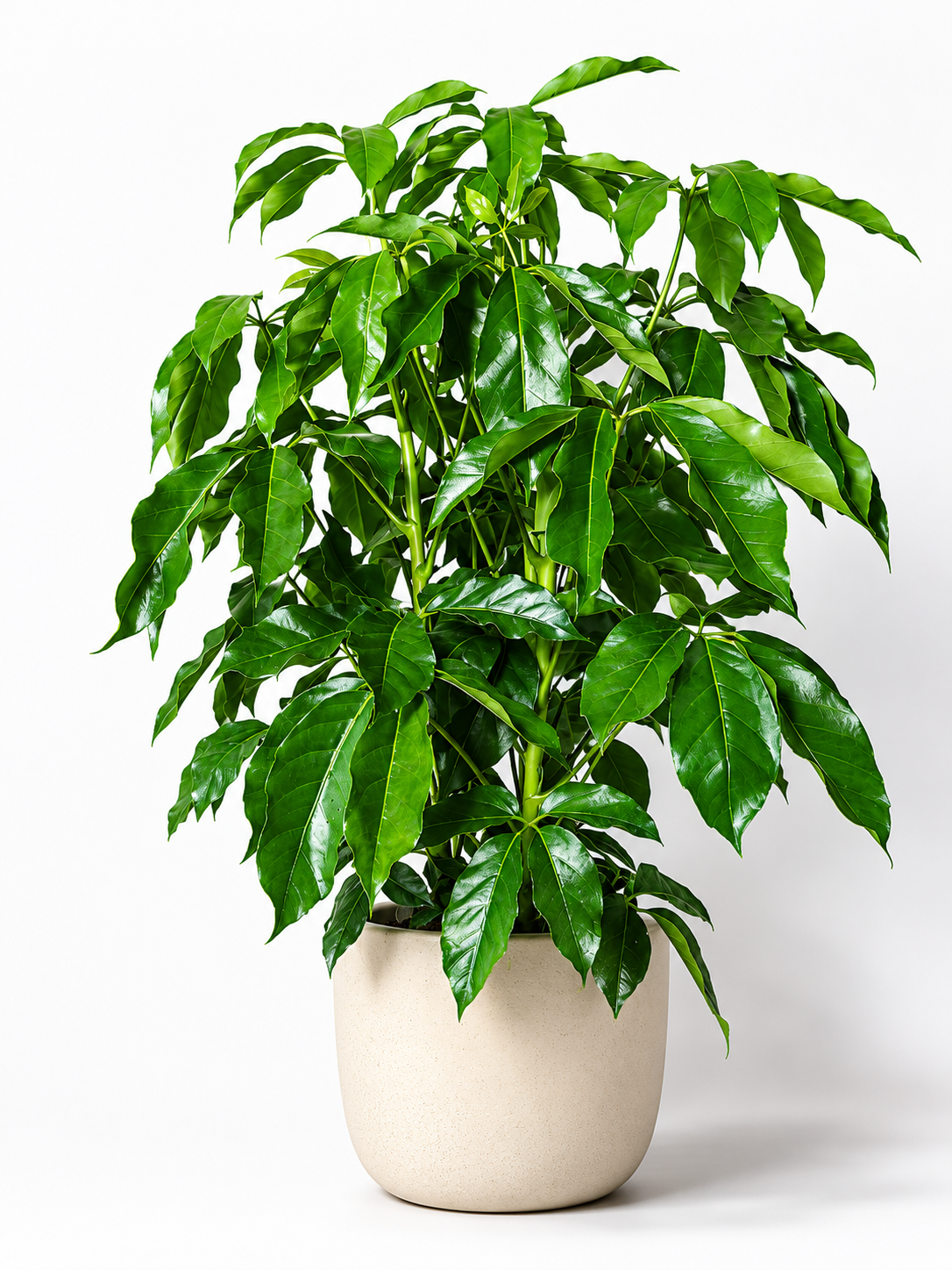 Large Schefflera &
