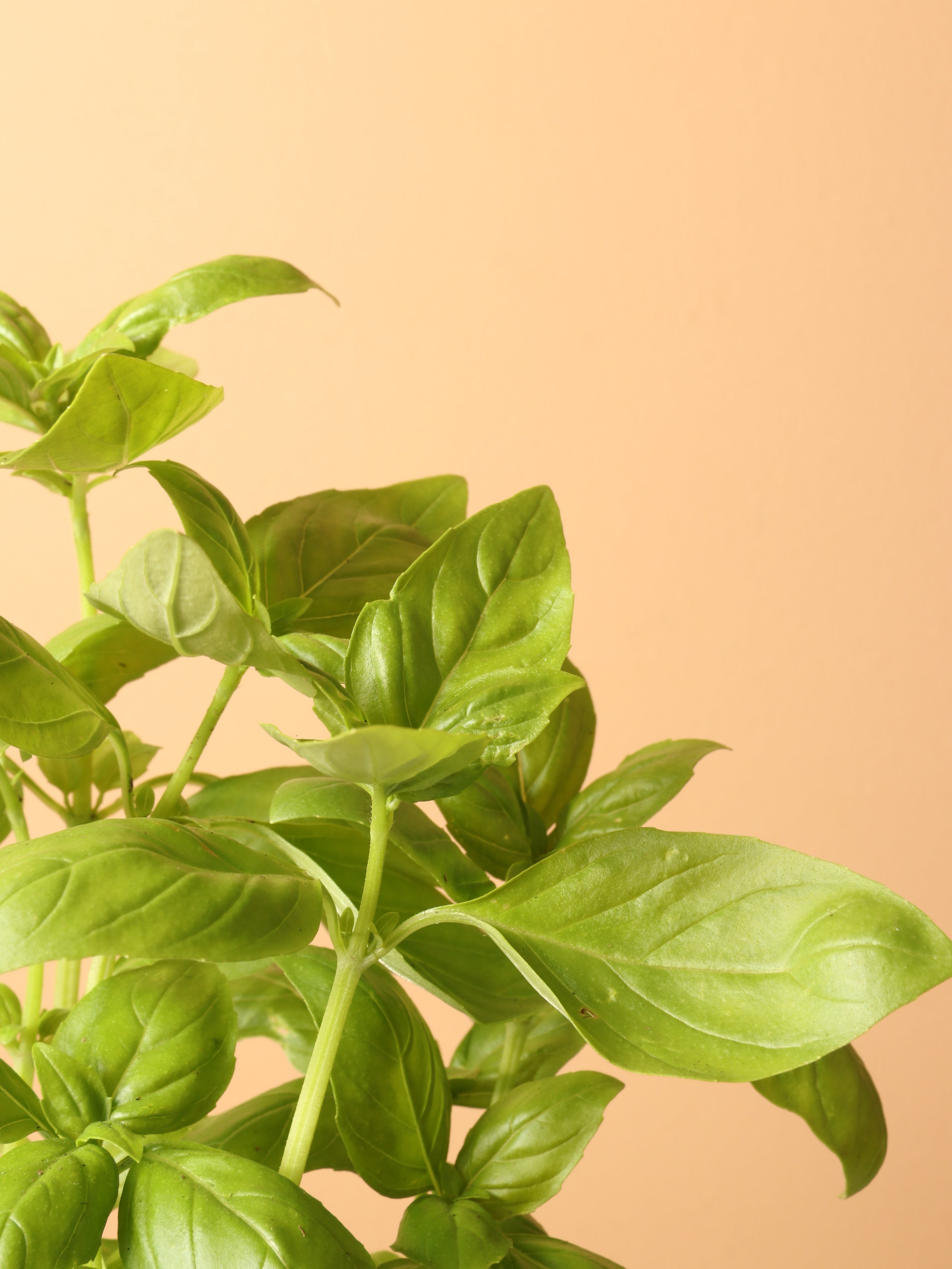 Small Basil Indoor Herb