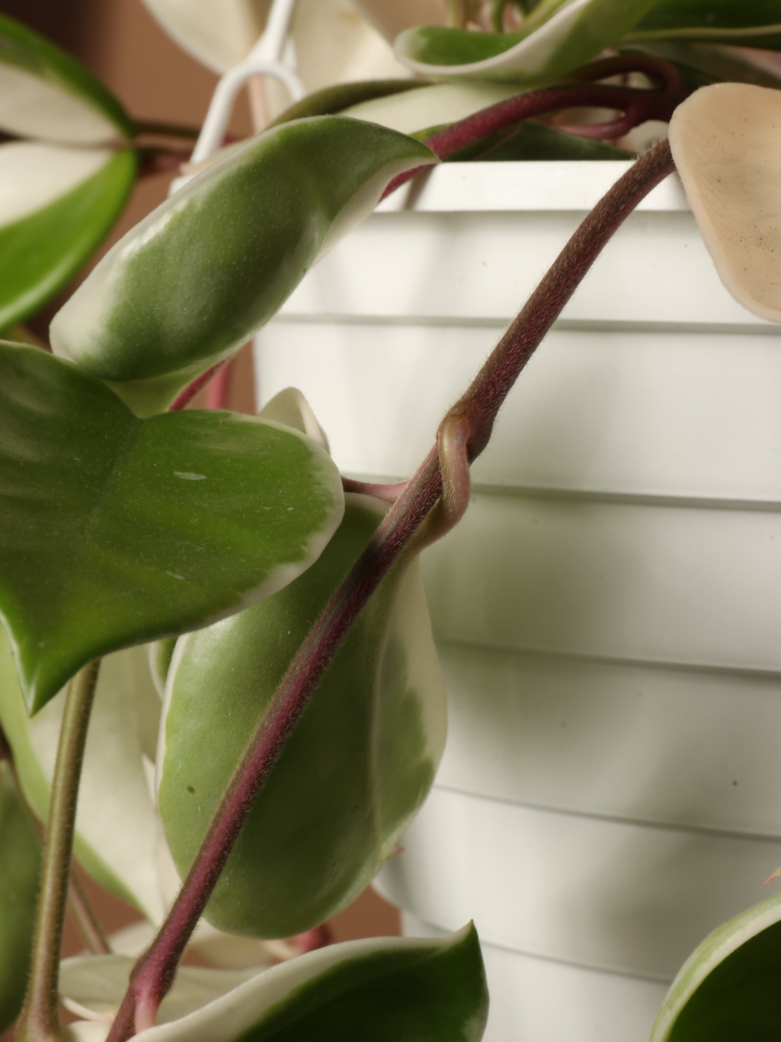 Hanging Hoya &