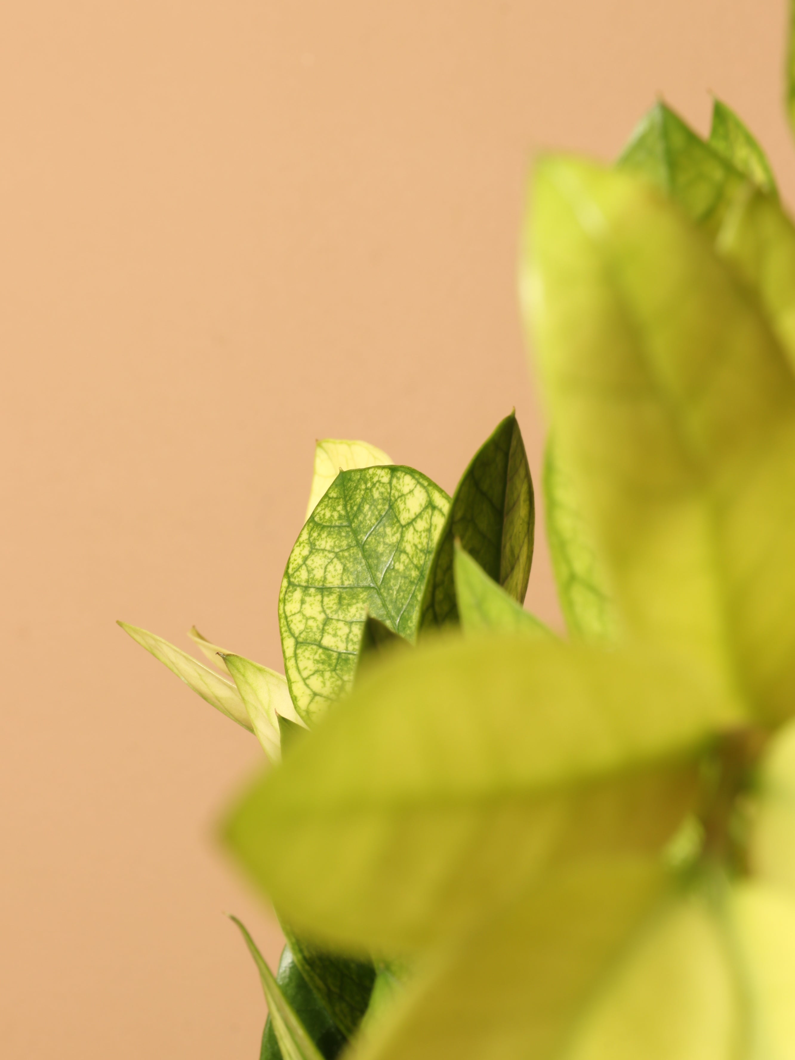 Medium ZZ Plant &