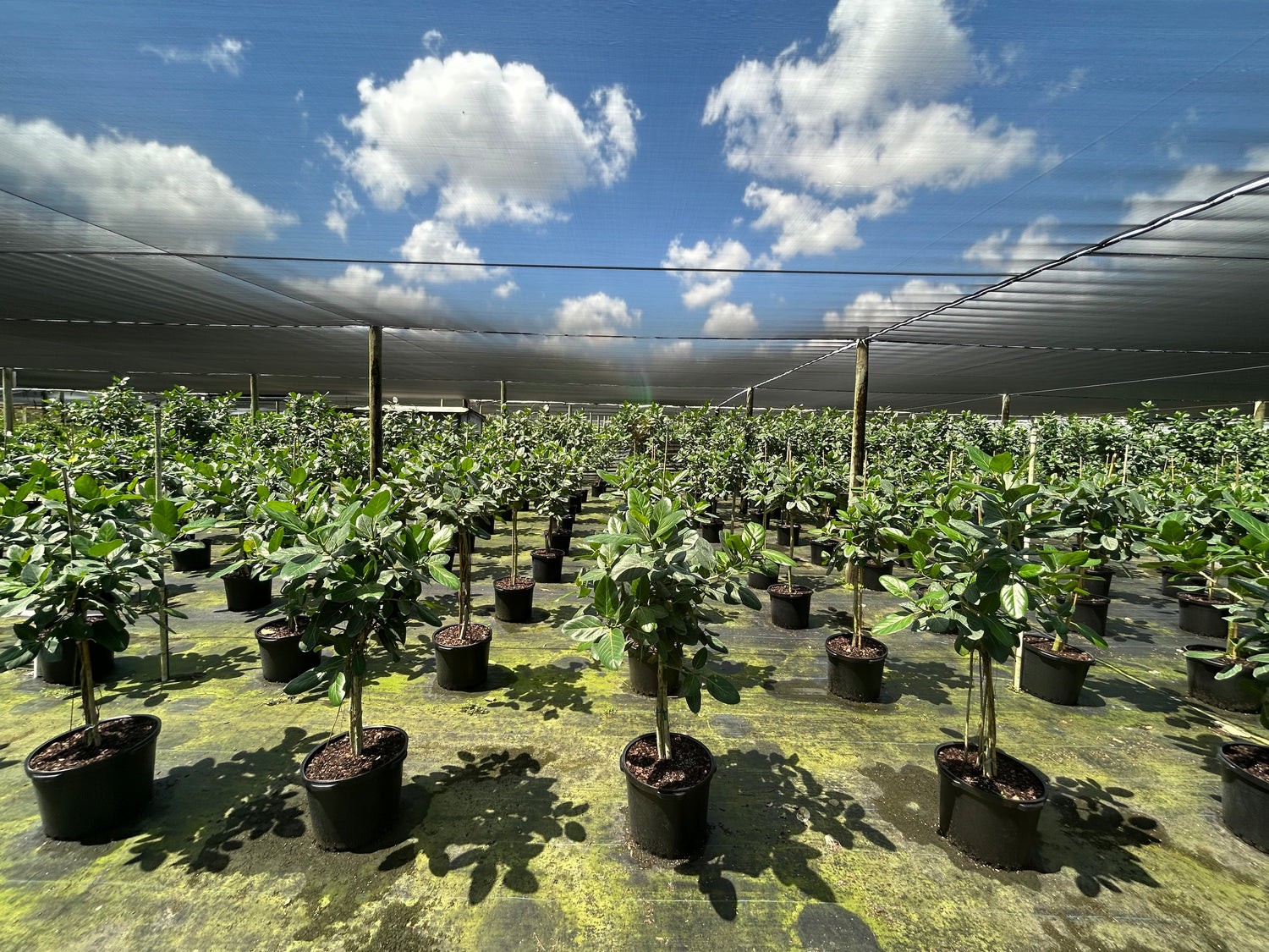 Bright/Direct Light Plants