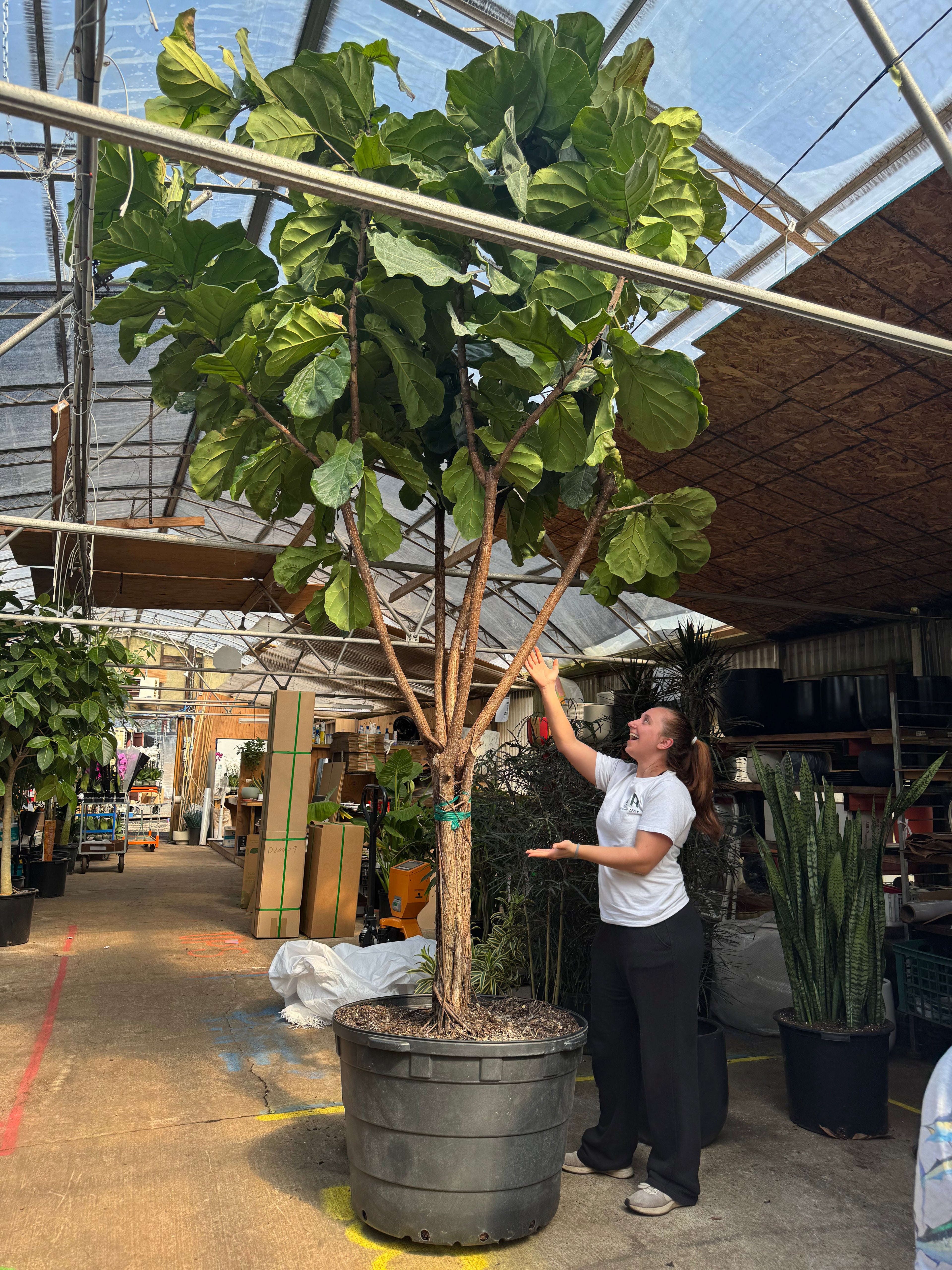 Tall indoor plant, (Very) Large Indoor Plant, Giant Fiddle Leaf Fig