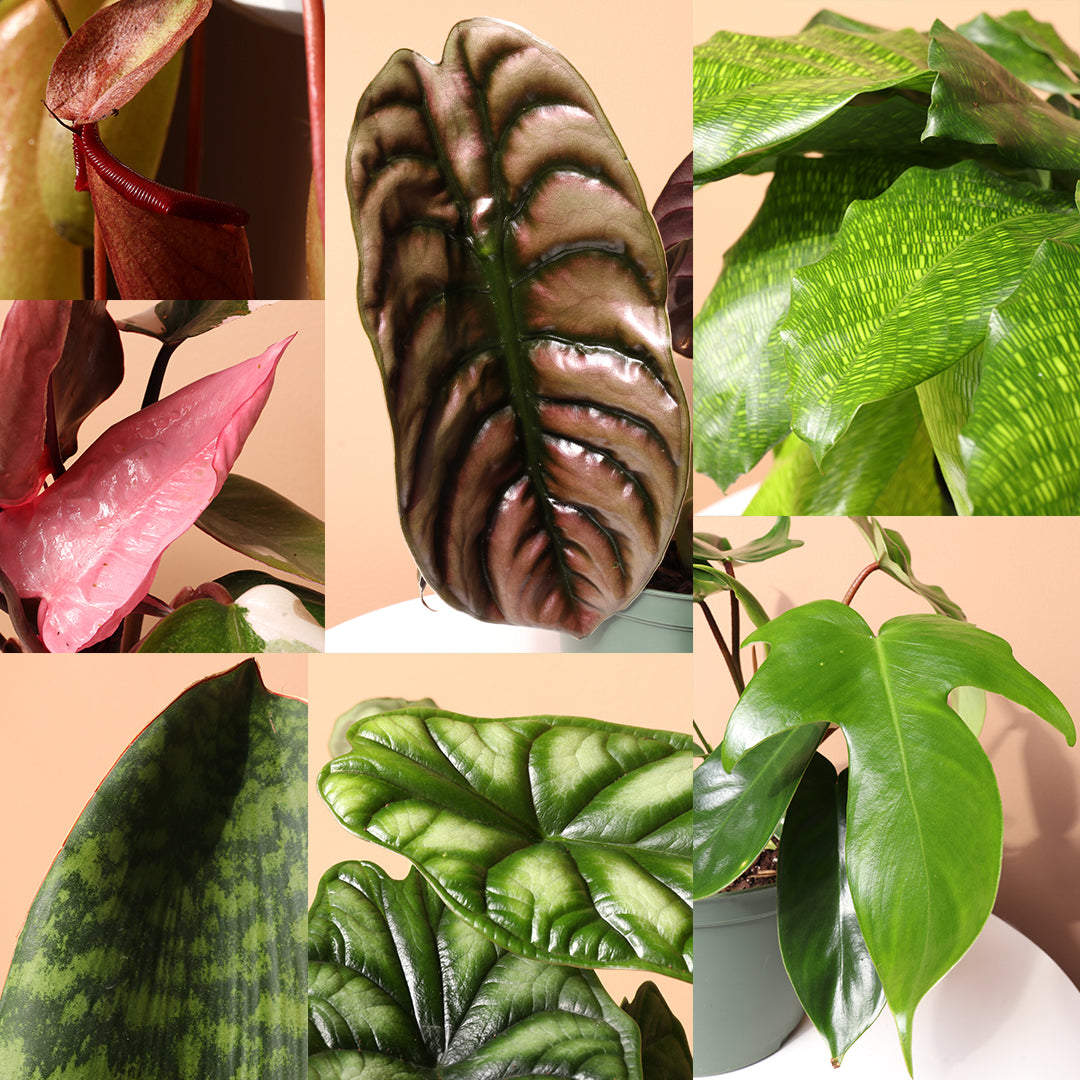 Rare Plants
