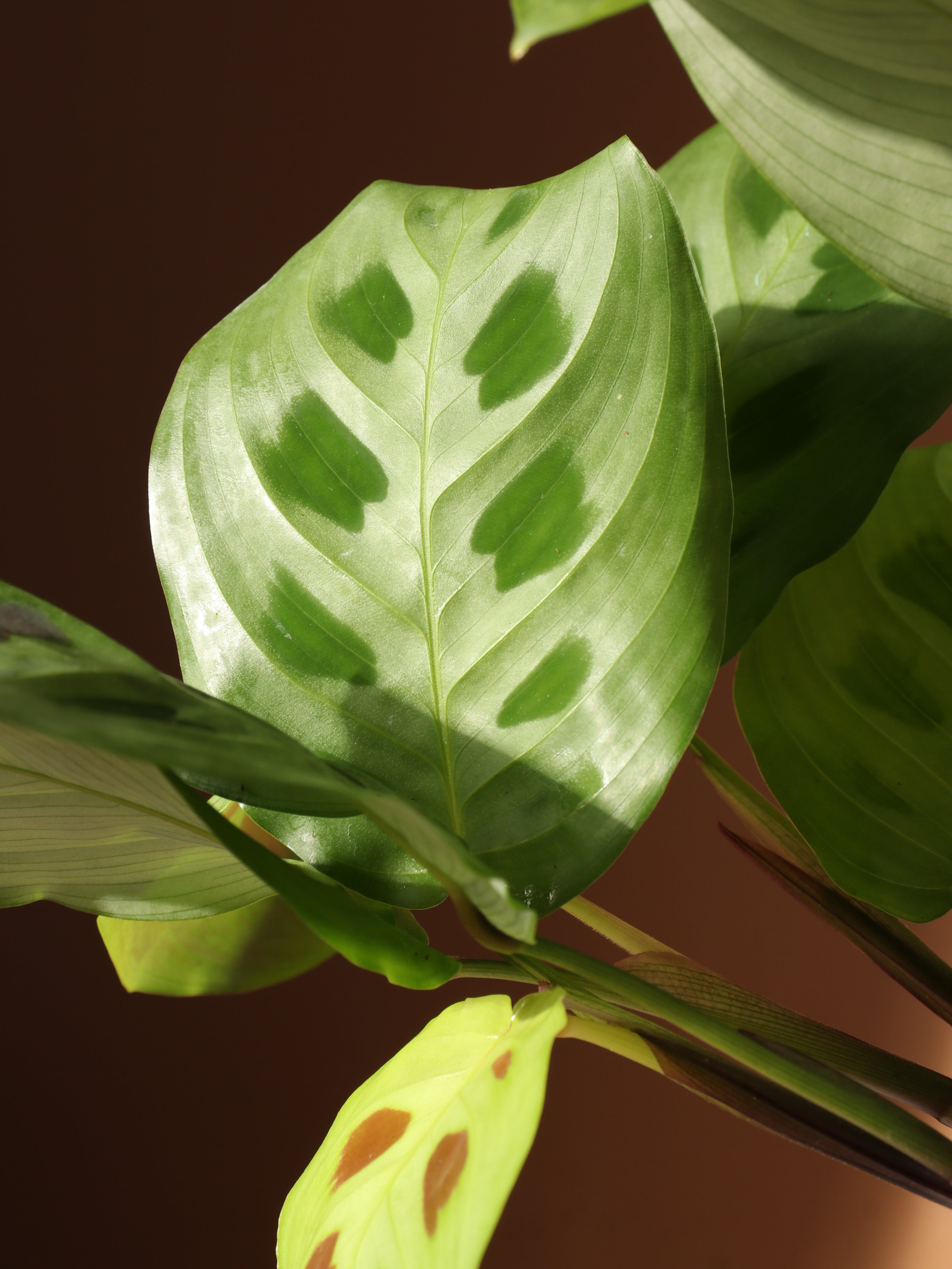 Pet-friendly Plants