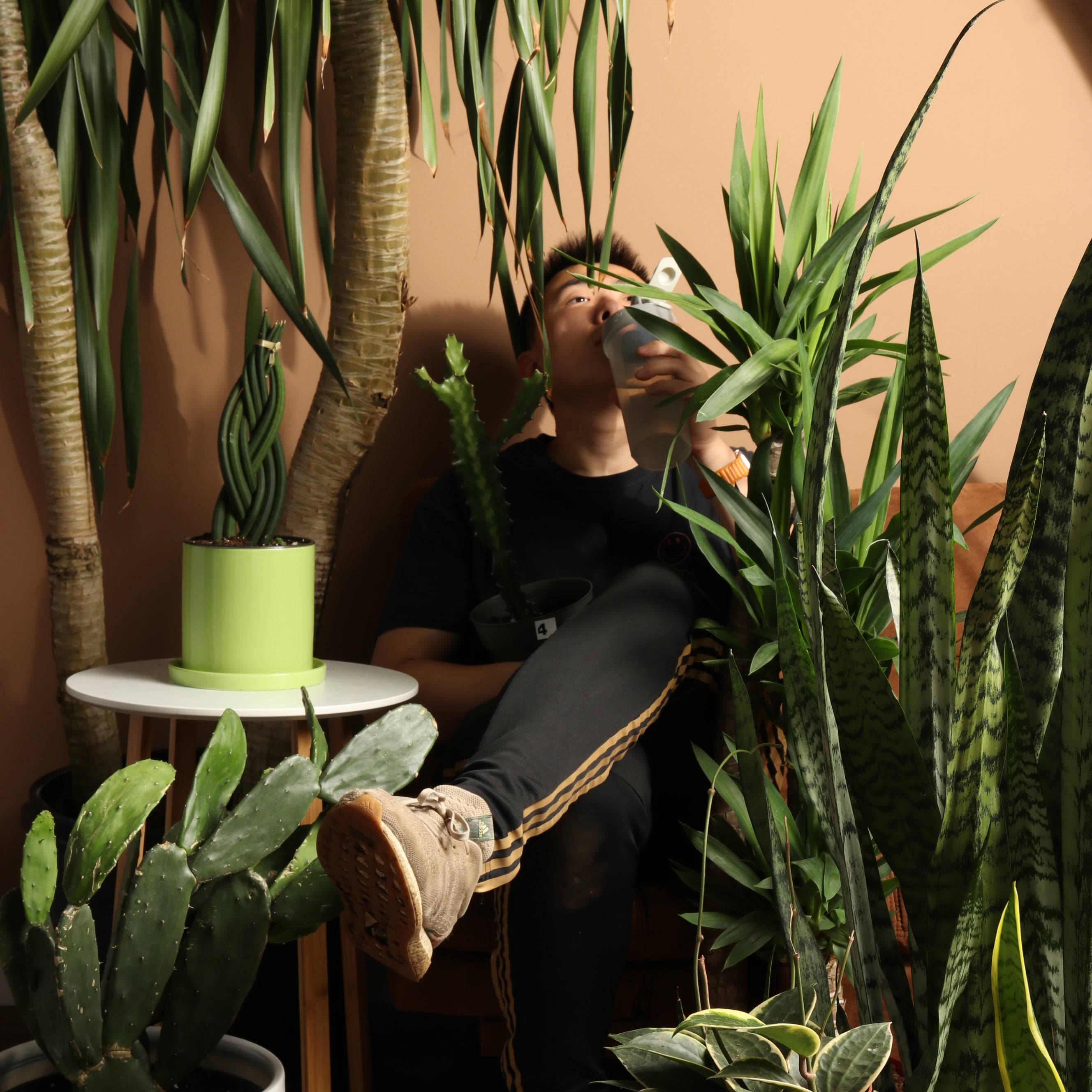 Plants for your bachelor pad!