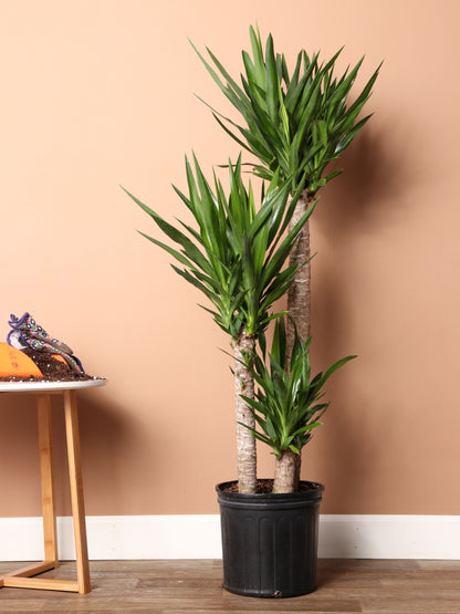 Large Yucca Cane