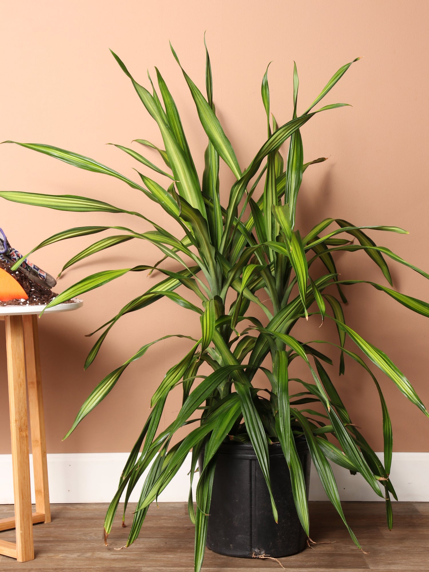 Large Dracaena Deremensis &