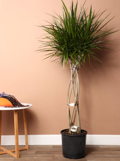 Large Dracaena Marginata (Braided)