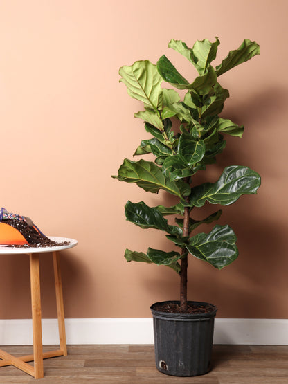 Large Fiddle Leaf Fig Pole