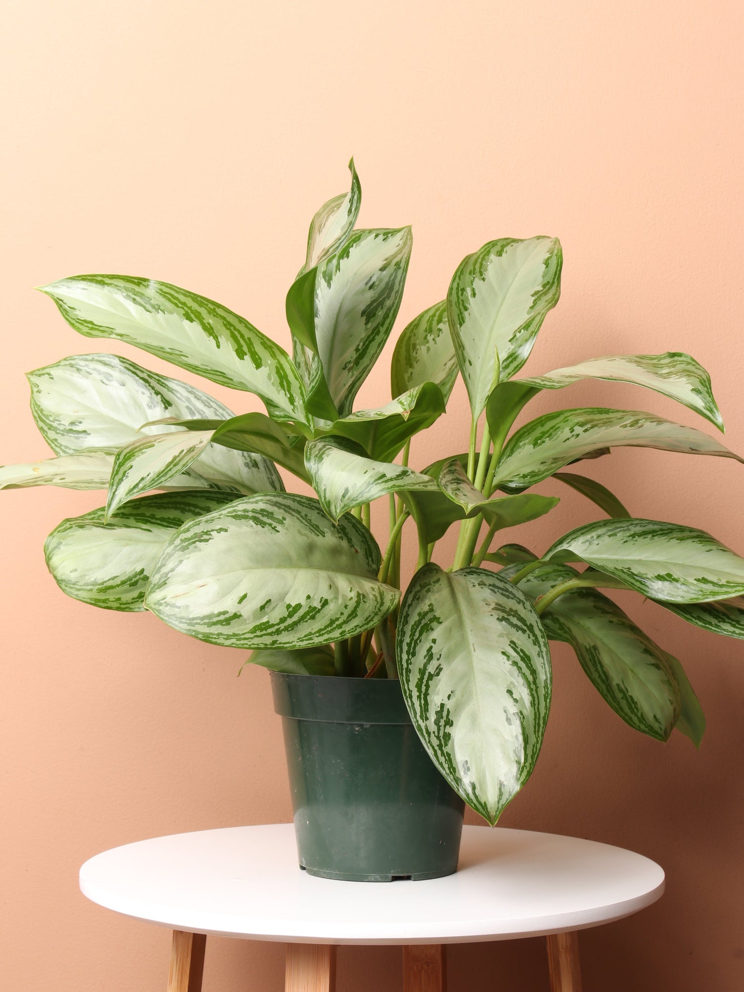 Medium Aglaonema &