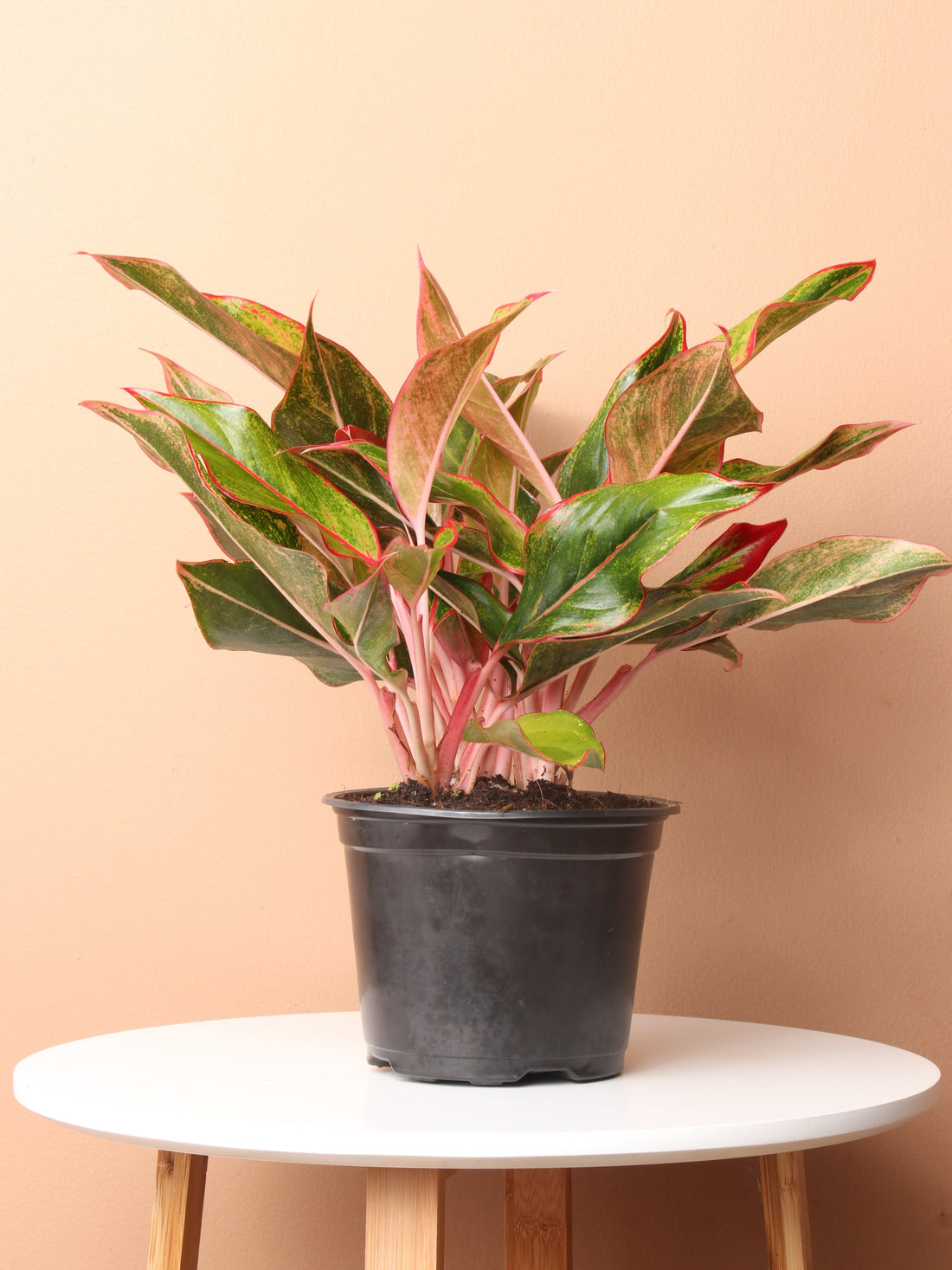 Medium Red Aglaonema