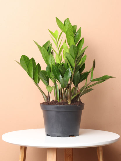 Medium ZZ Plant