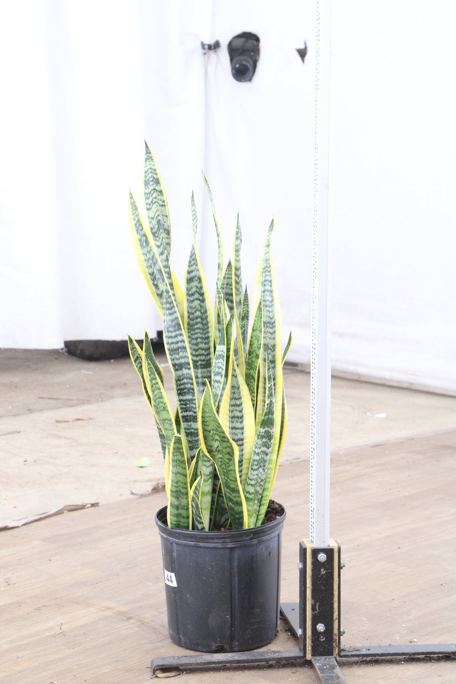 giant snake plant Buy Snake Plant (trifasciata) Online | Large Indoor Plant