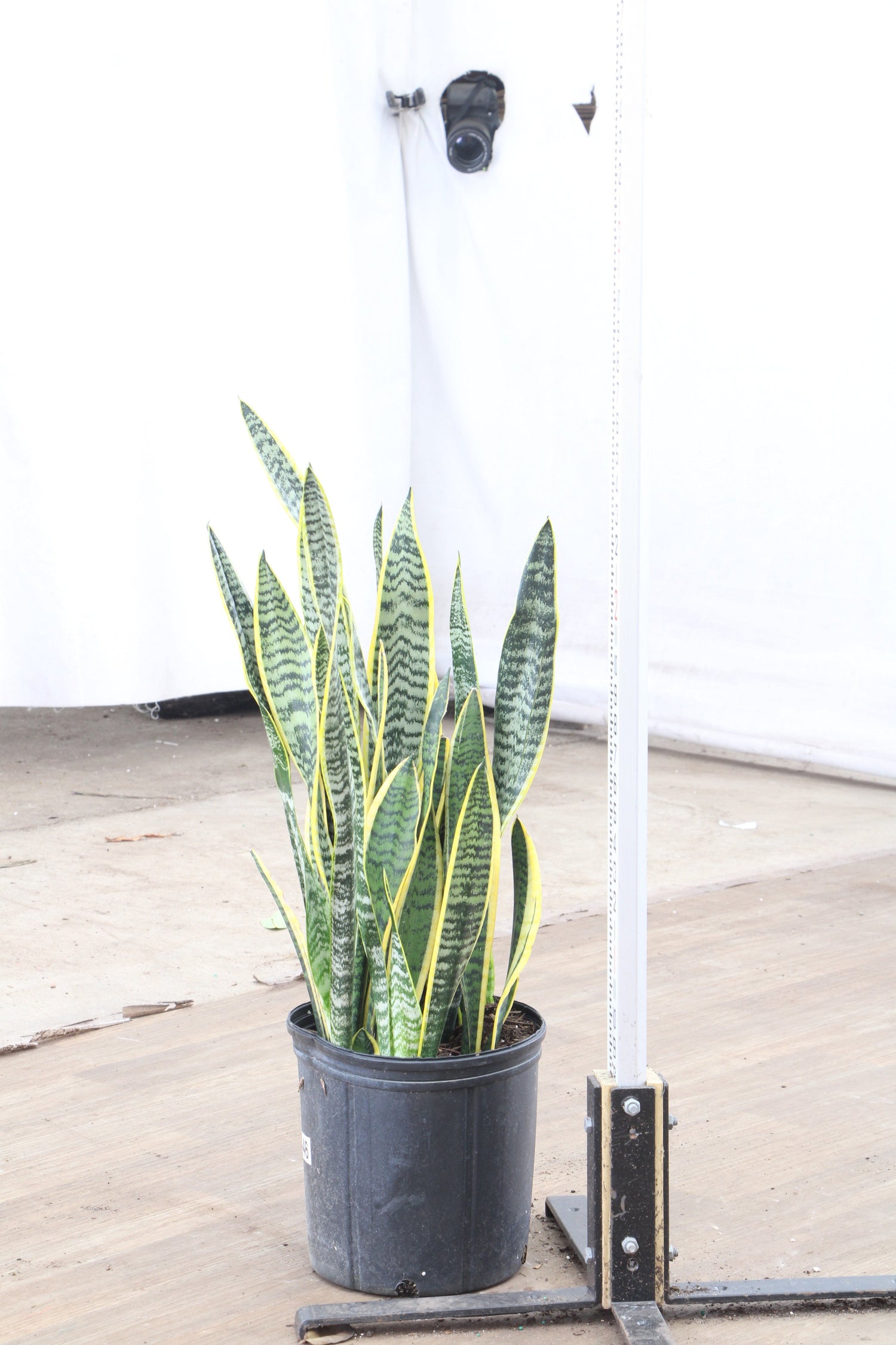 Large Snake Plant (trifasciata) | Live Indoor Plants