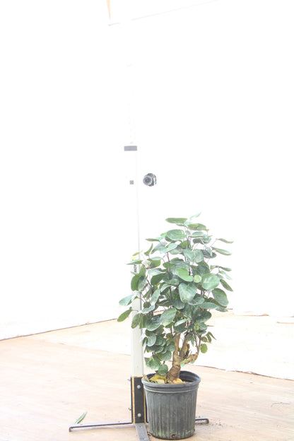 spl|00001
