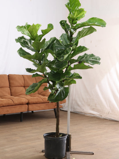 spl|00005