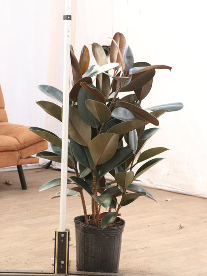 spl|00005