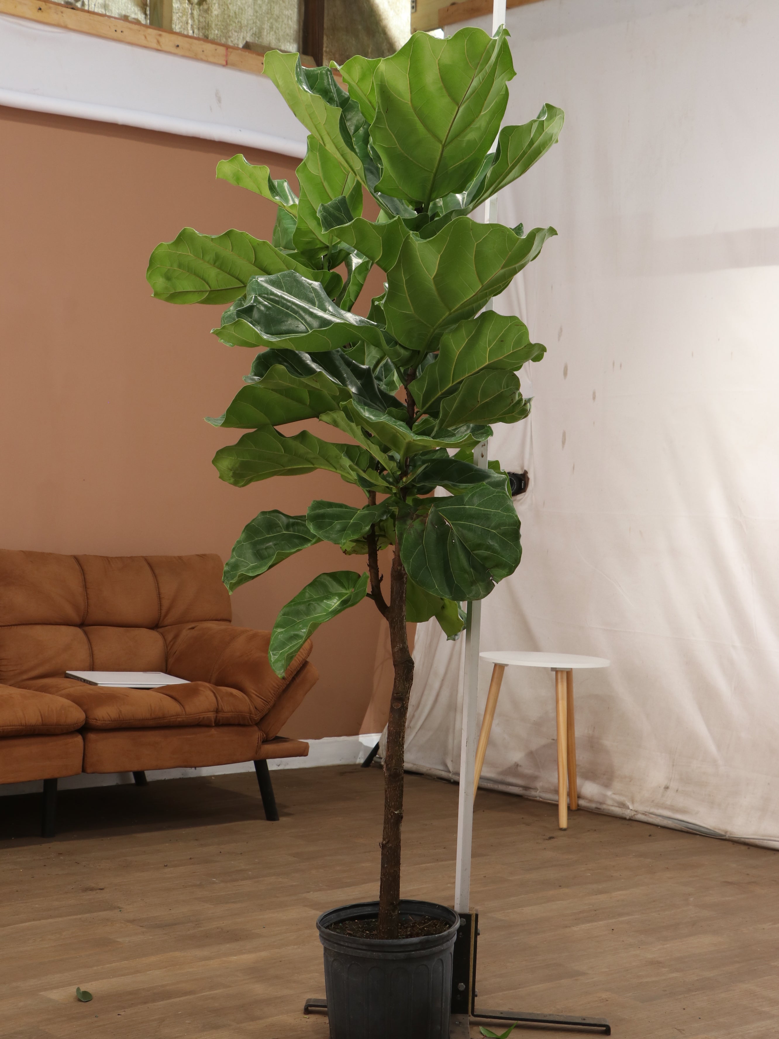 spl|00002