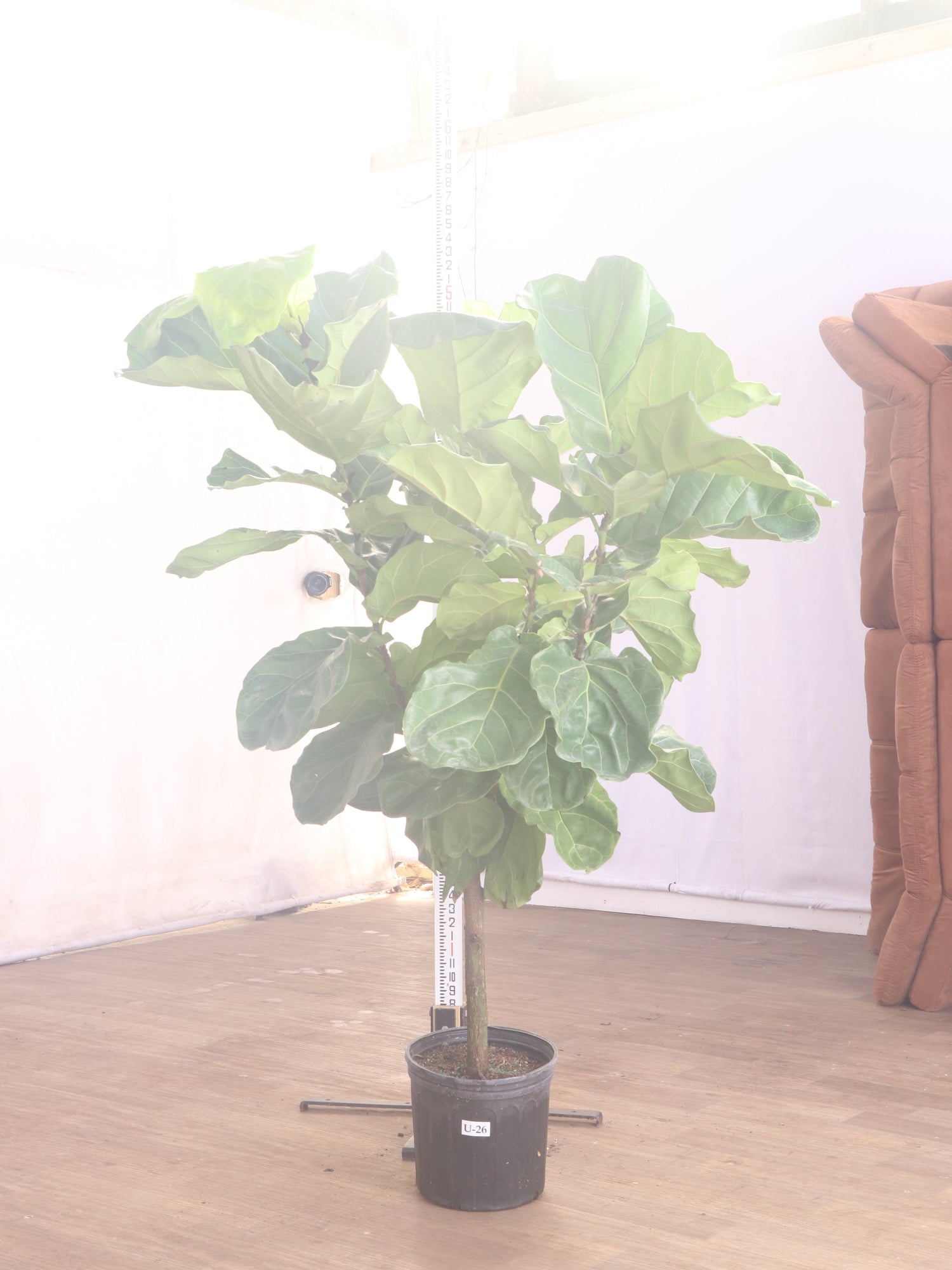 spl|00002