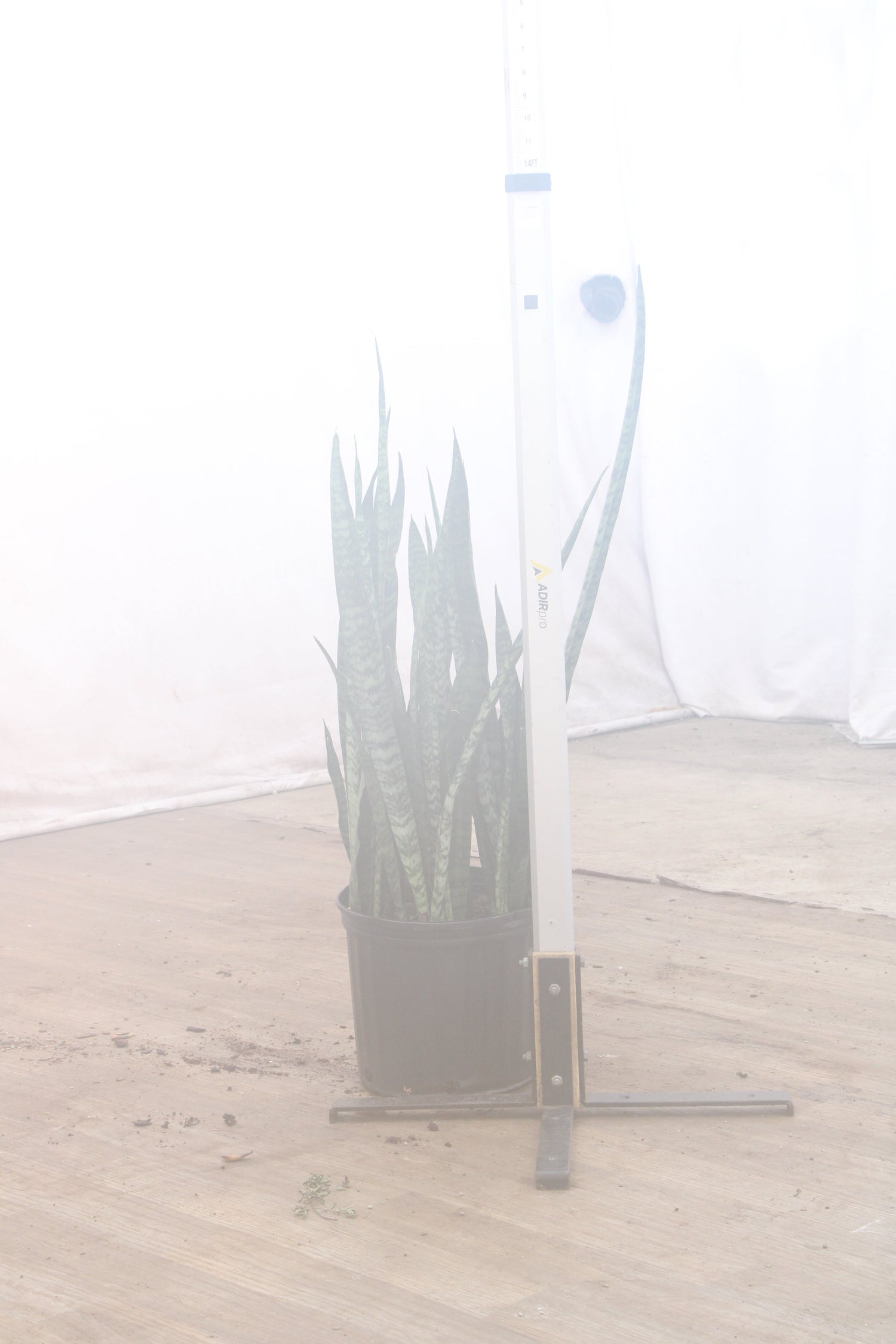 spl|00009