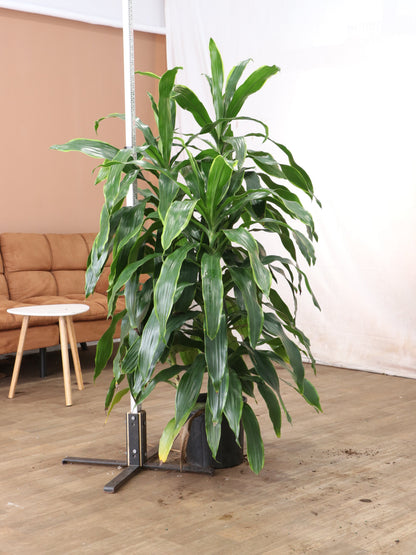 spl|00001