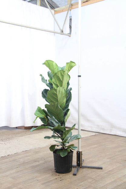spl|00004