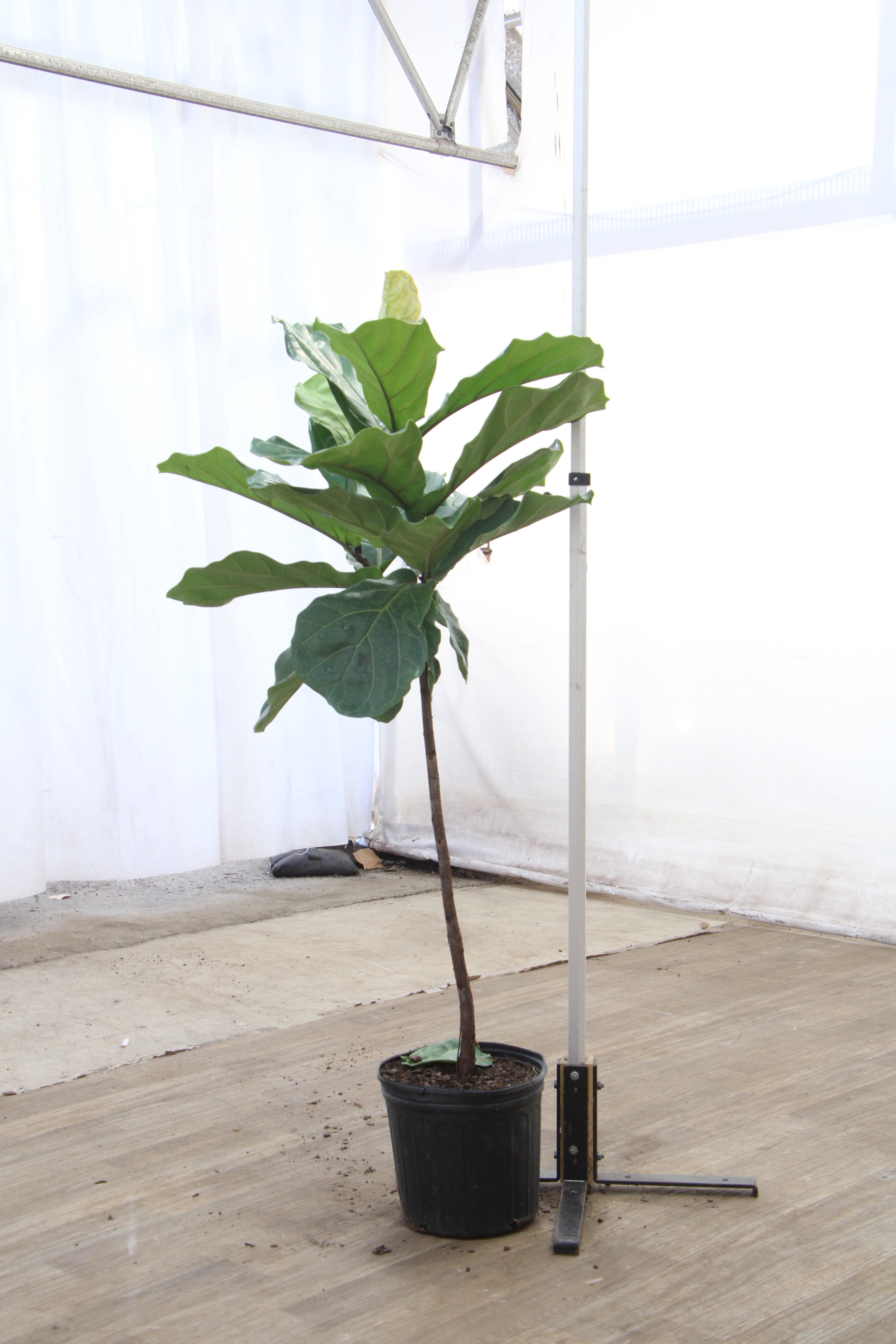spl|00005