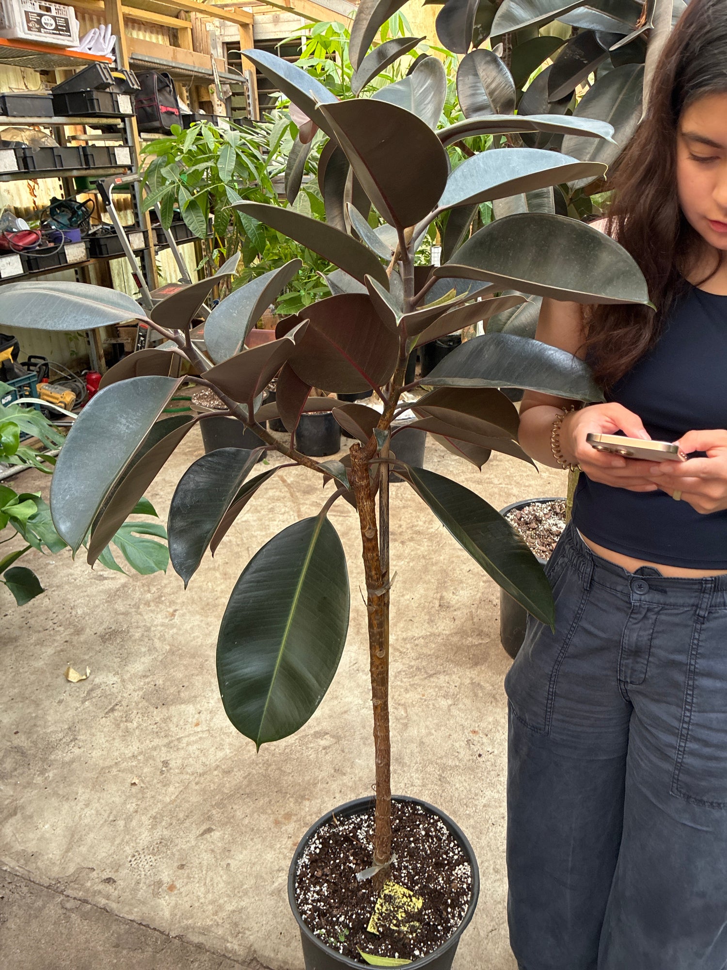 Large Rubber Tree Std