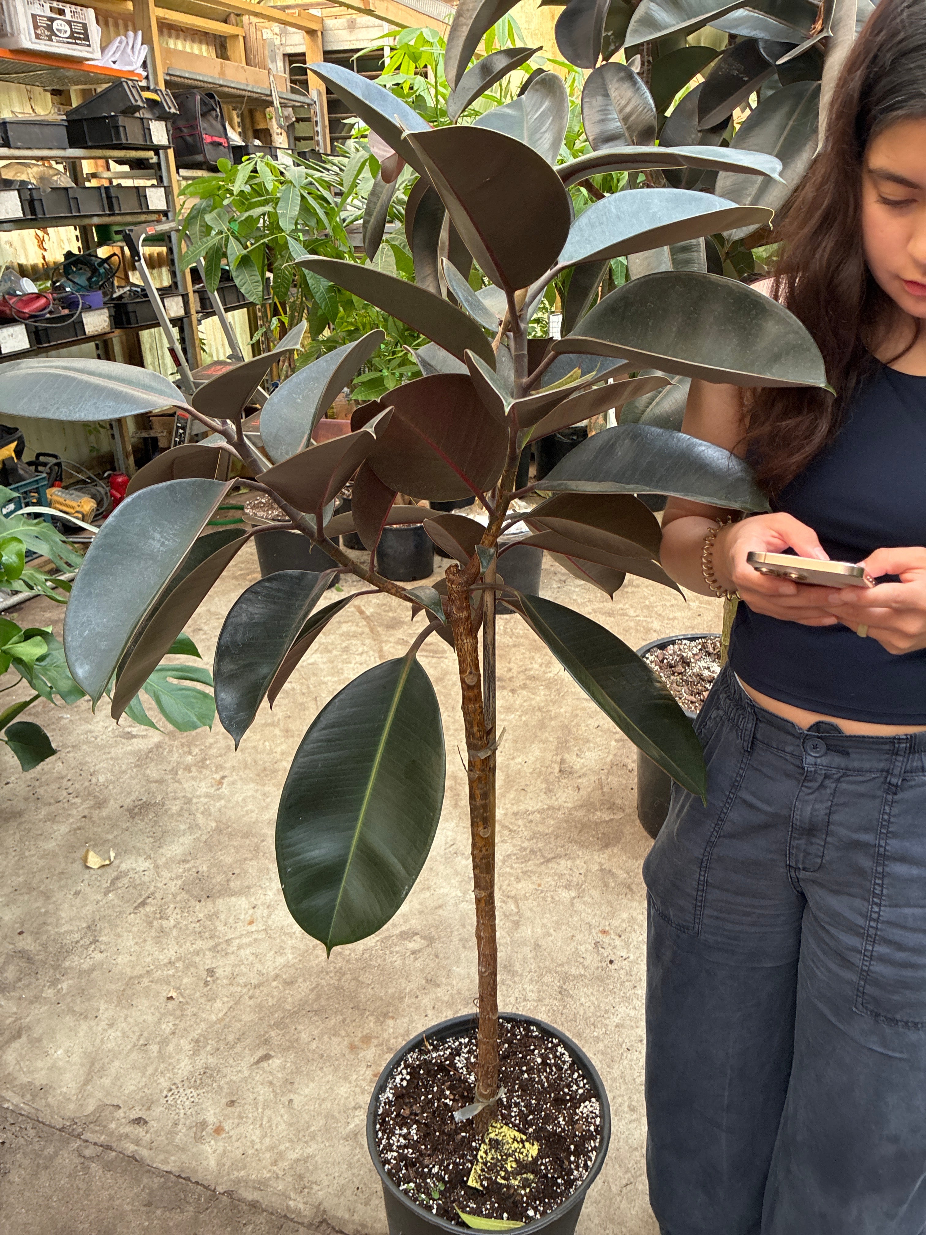 Large Rubber Tree Std