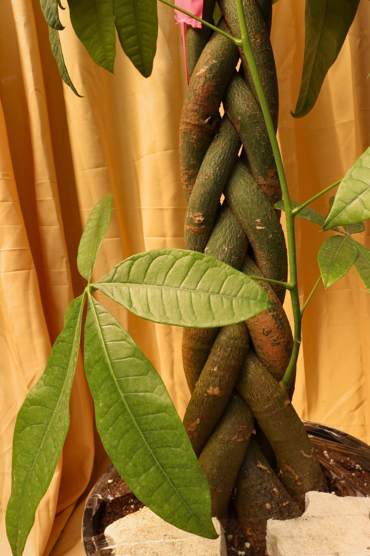 Huge Money Tree