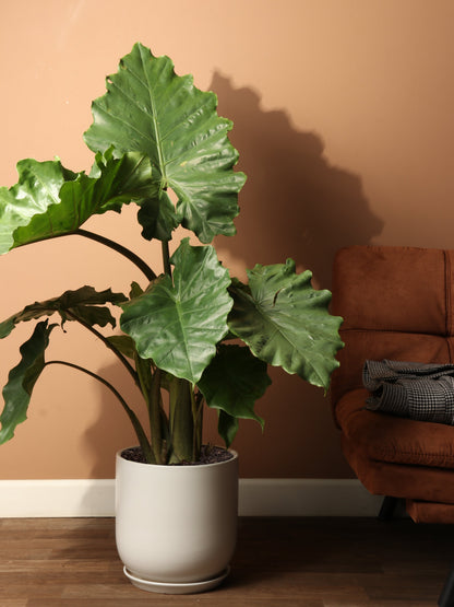 Large Alocasia &