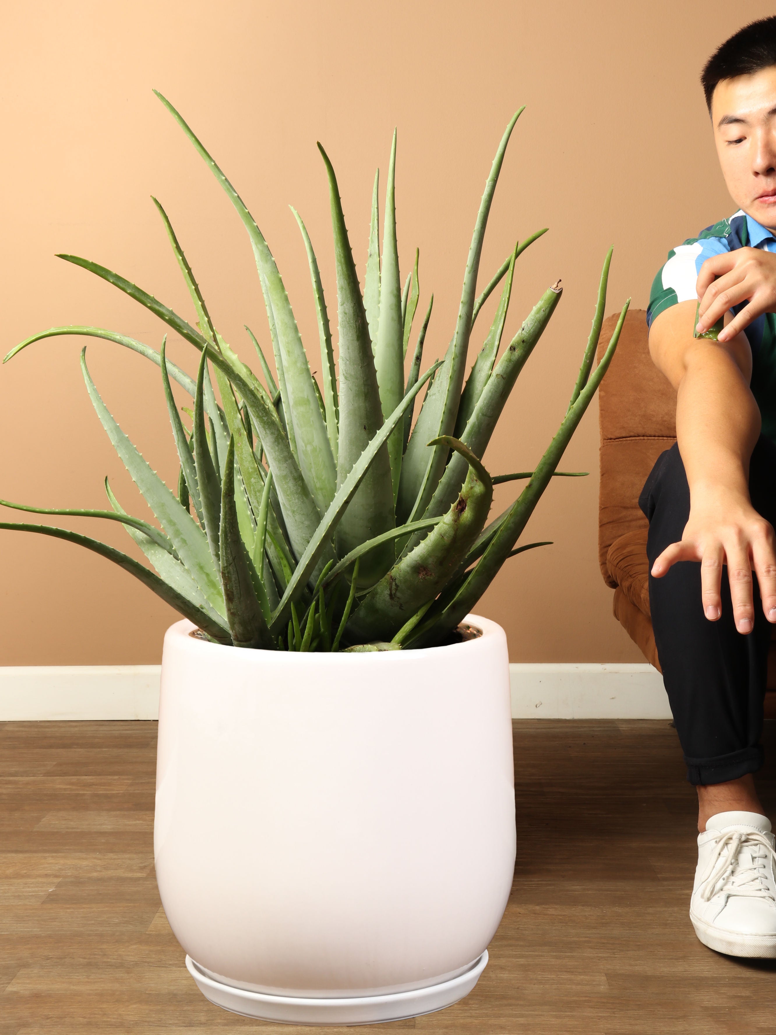 Full Size Aloe Vera