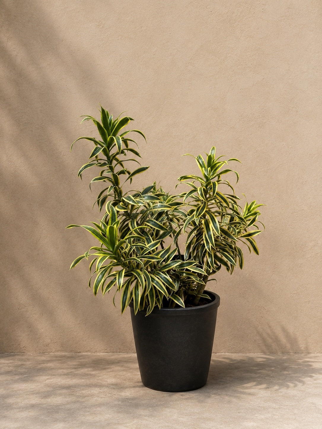 Large Dracaena &