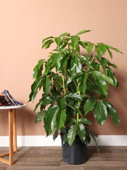 Potted indoor plant on a wooden floor with a beige wall background