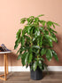 Potted indoor plant on a wooden floor with a beige wall background